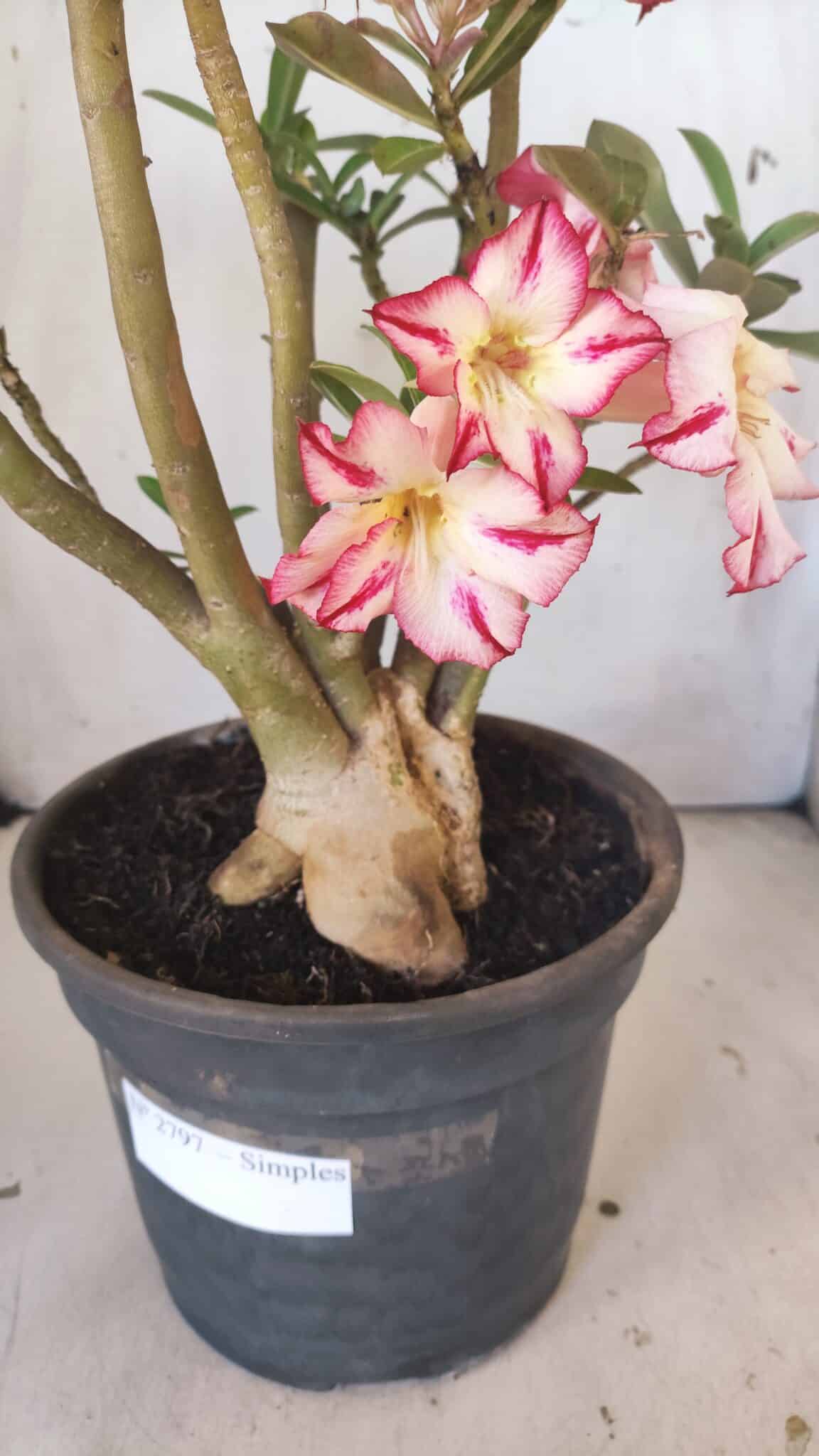 Planta Simples 2797 – 45cm – 05 anos