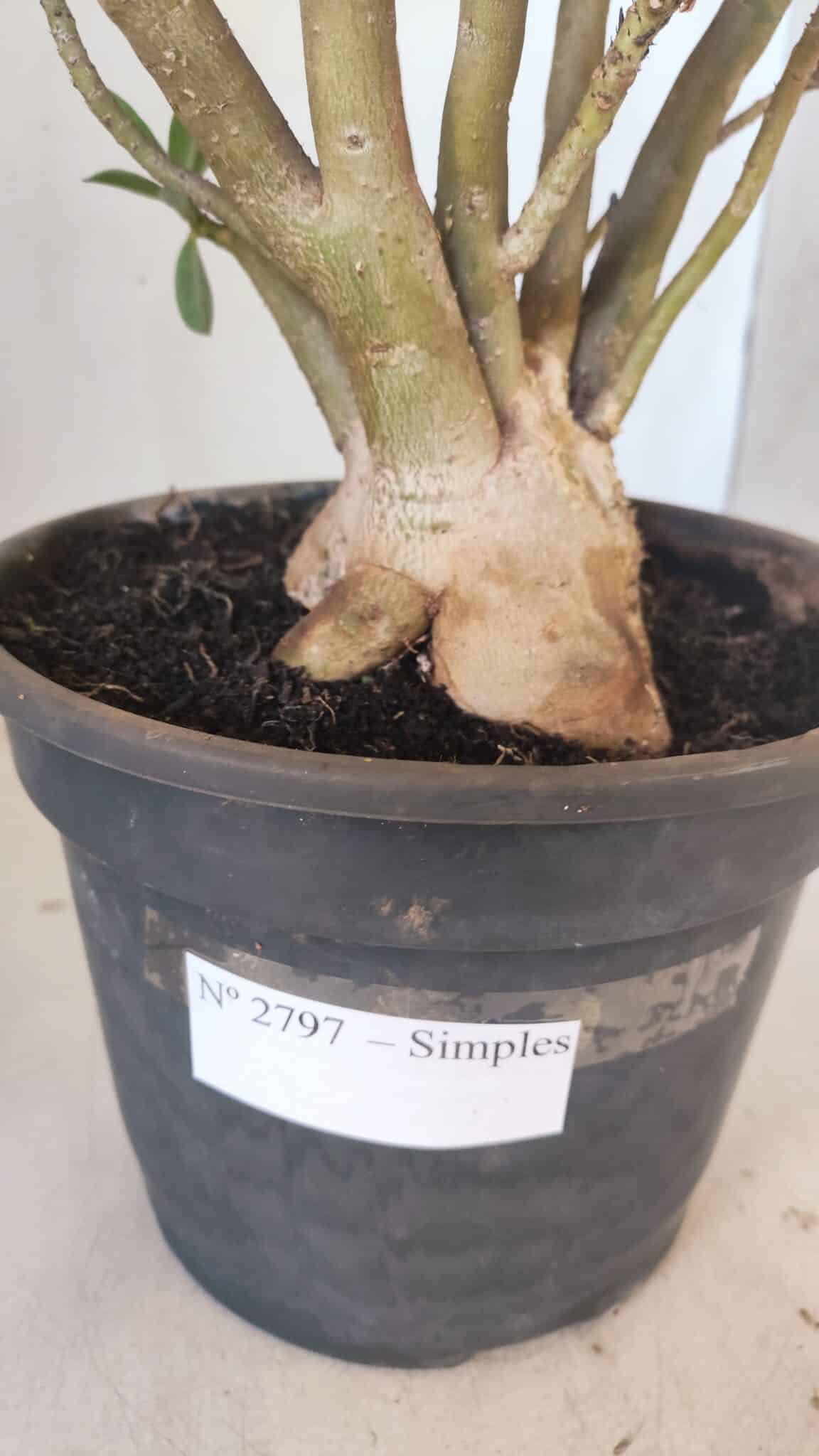 Planta Simples 2797 – 45cm – 05 anos