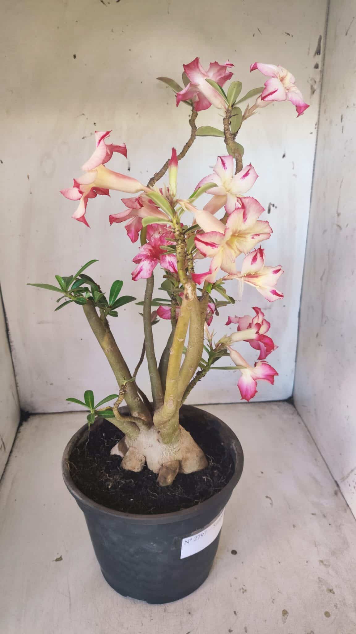 Planta Simples 2797 – 45cm – 05 anos