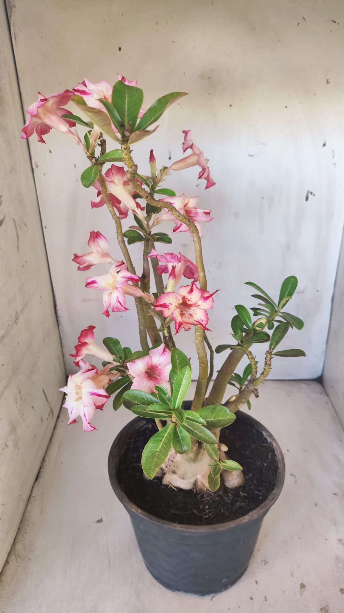 Planta Simples 2797 – 45cm – 05 anos