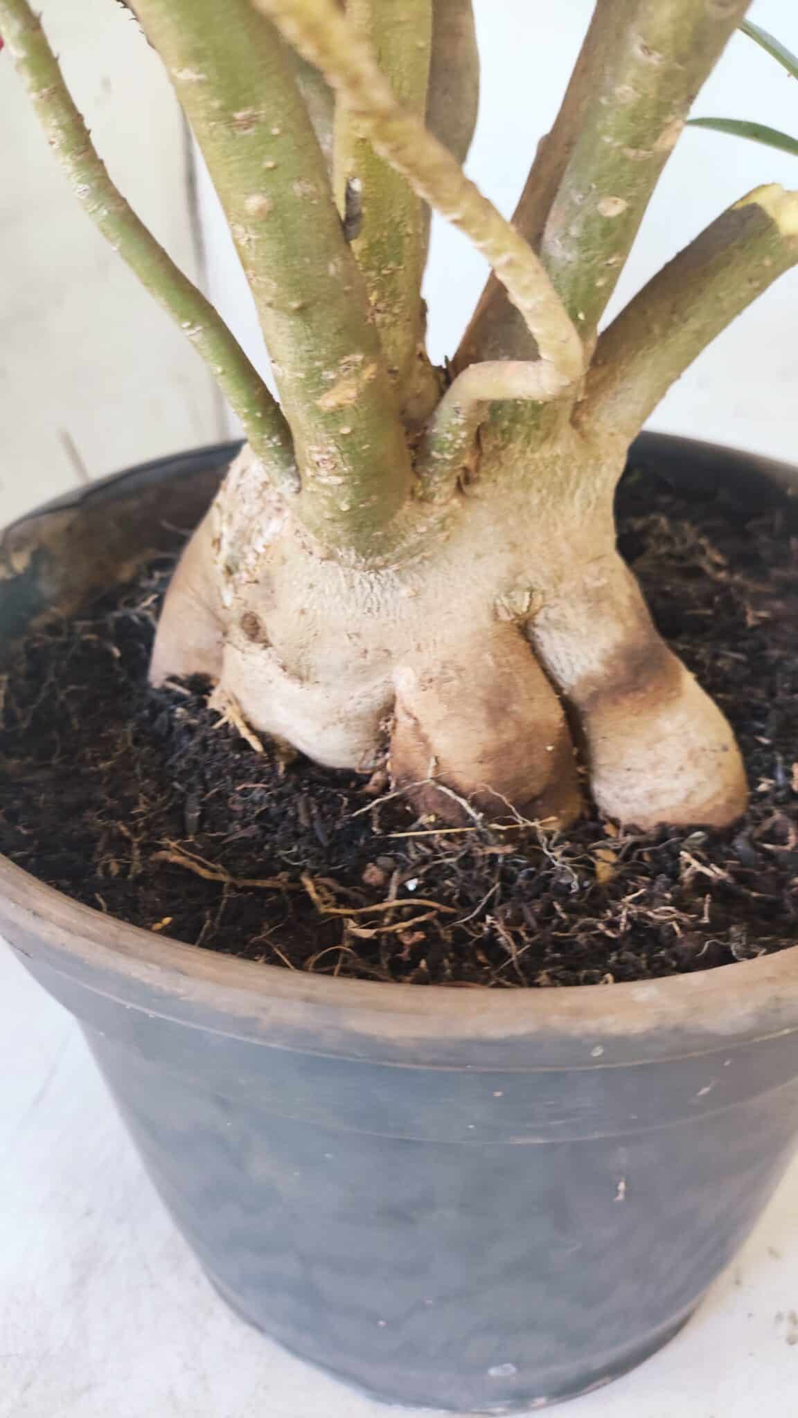 Planta Simples 2797 – 45cm – 05 anos