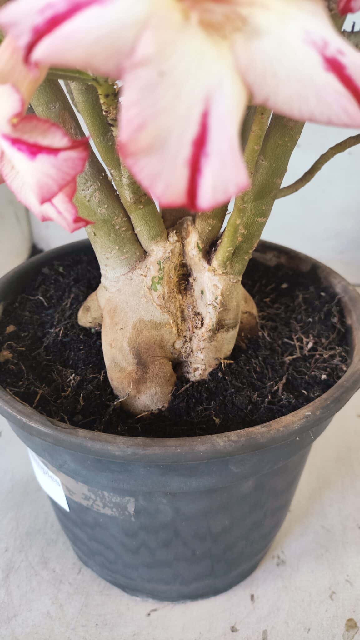 Planta Simples 2797 – 45cm – 05 anos