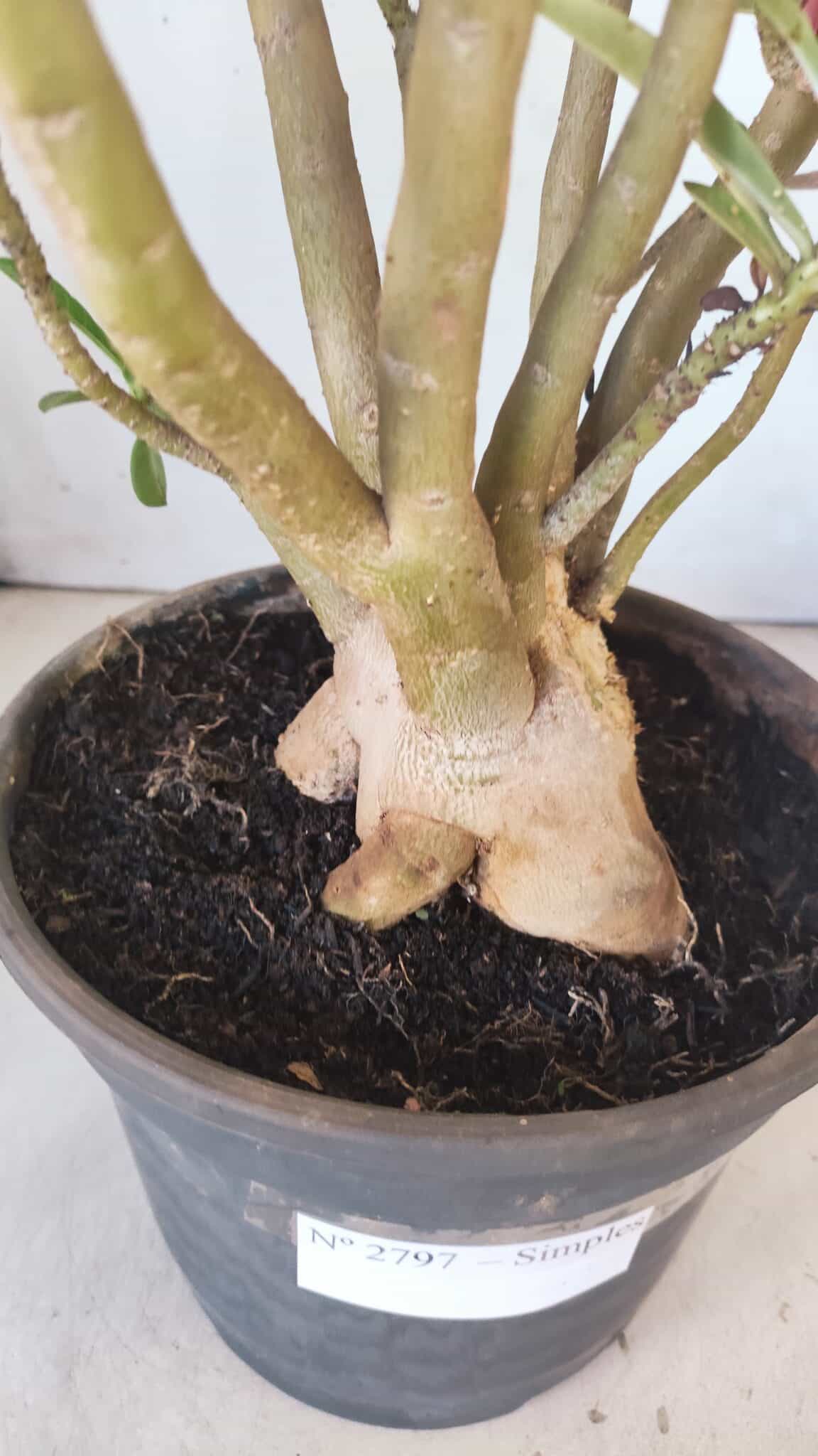 Planta Simples 2797 – 45cm – 05 anos