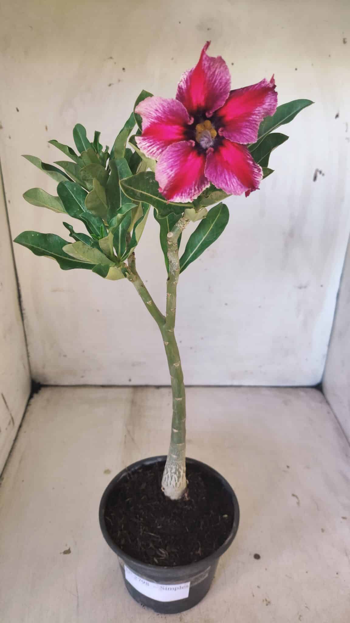 Planta Simples 2798 – 30cm – 02 anos