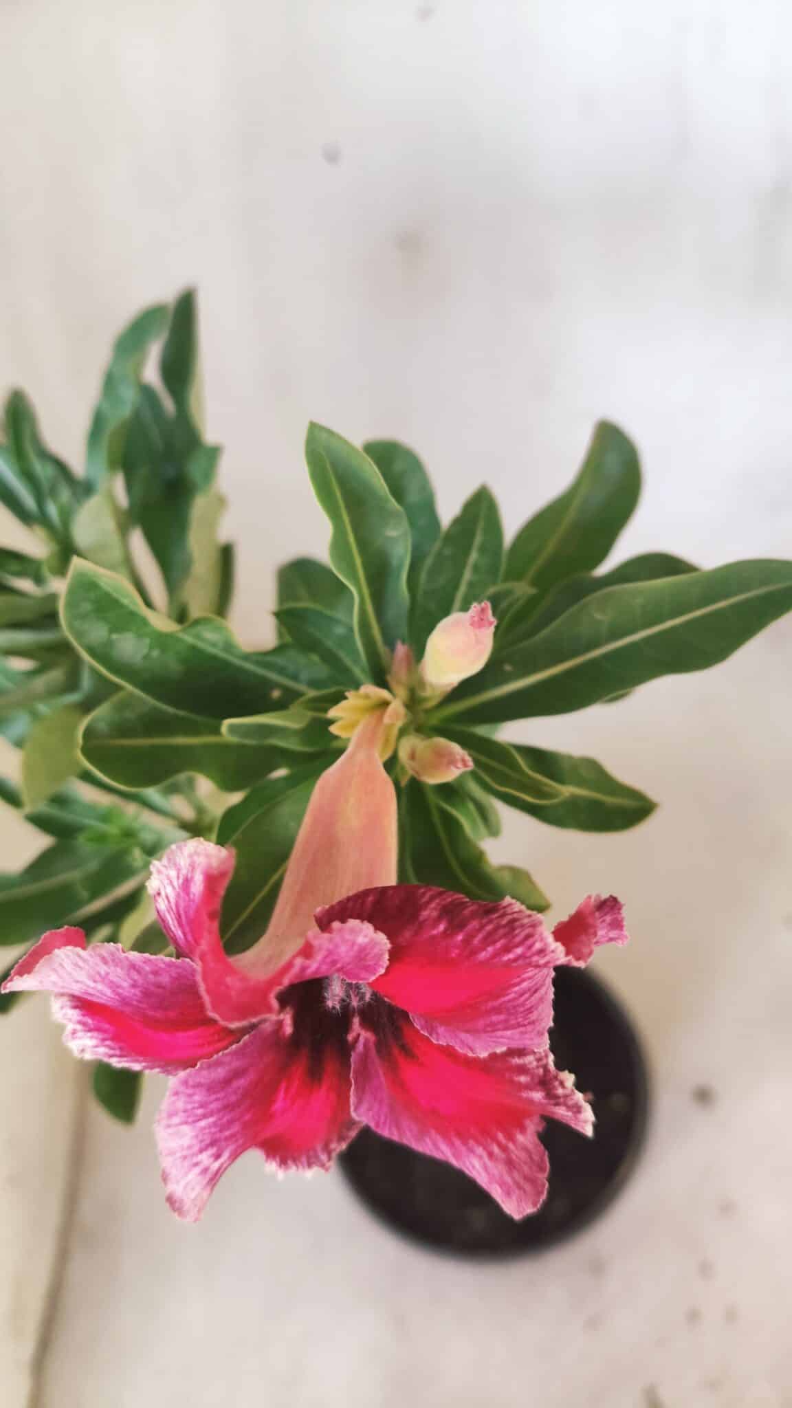 Planta Simples 2798 – 30cm – 02 anos