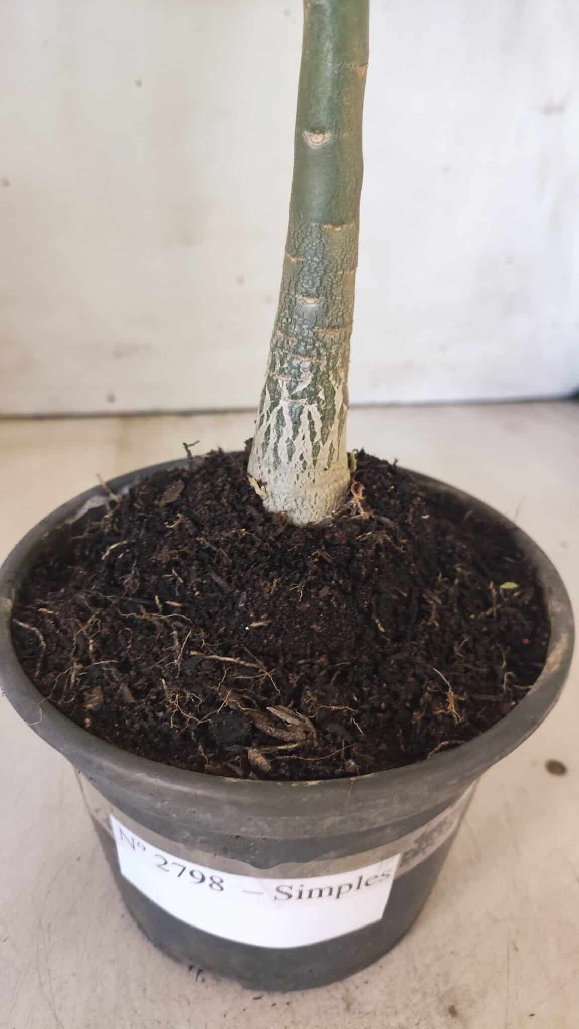 Planta Simples 2798 – 30cm – 02 anos