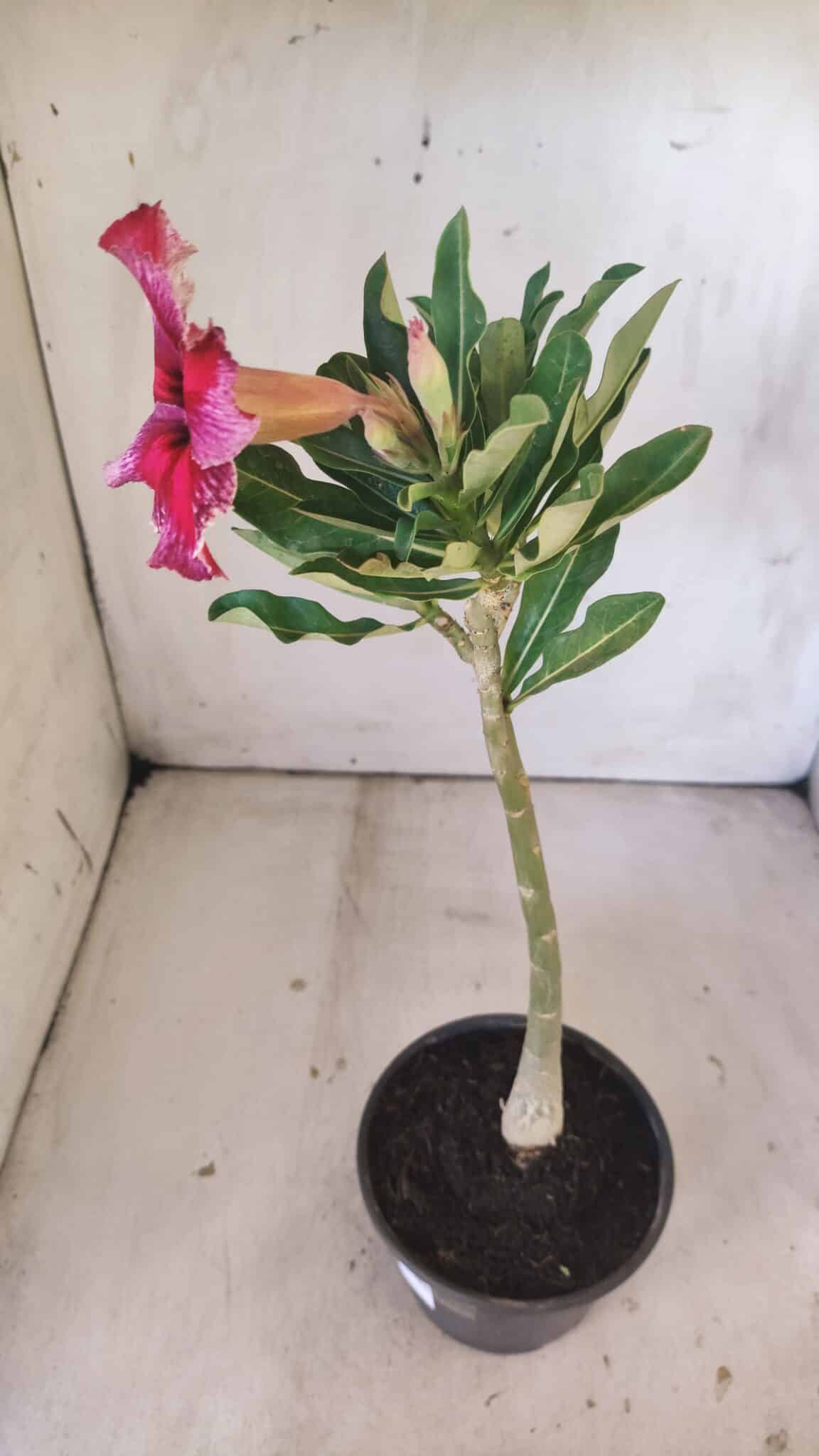 Planta Simples 2798 – 30cm – 02 anos