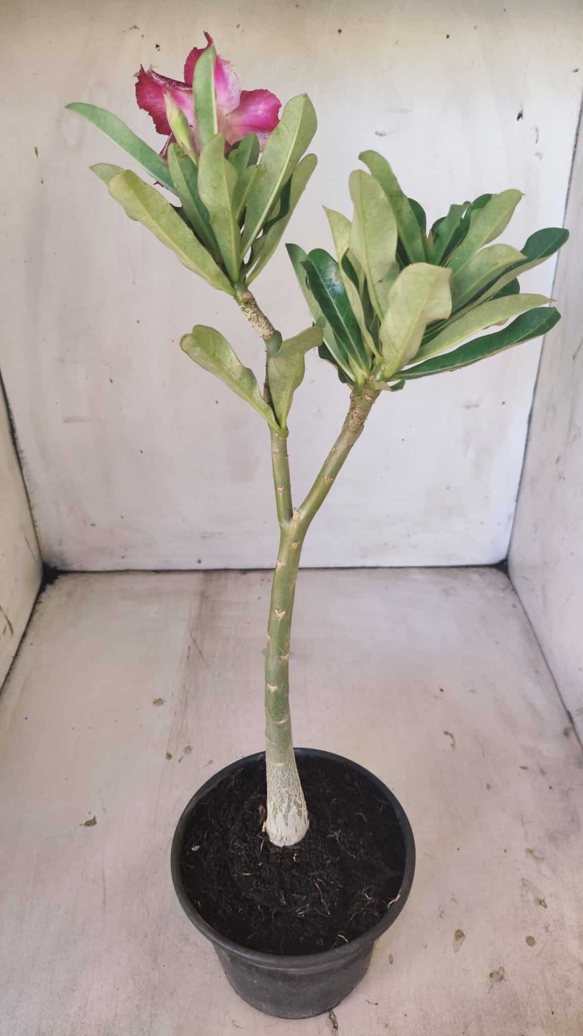 Planta Simples 2798 – 30cm – 02 anos