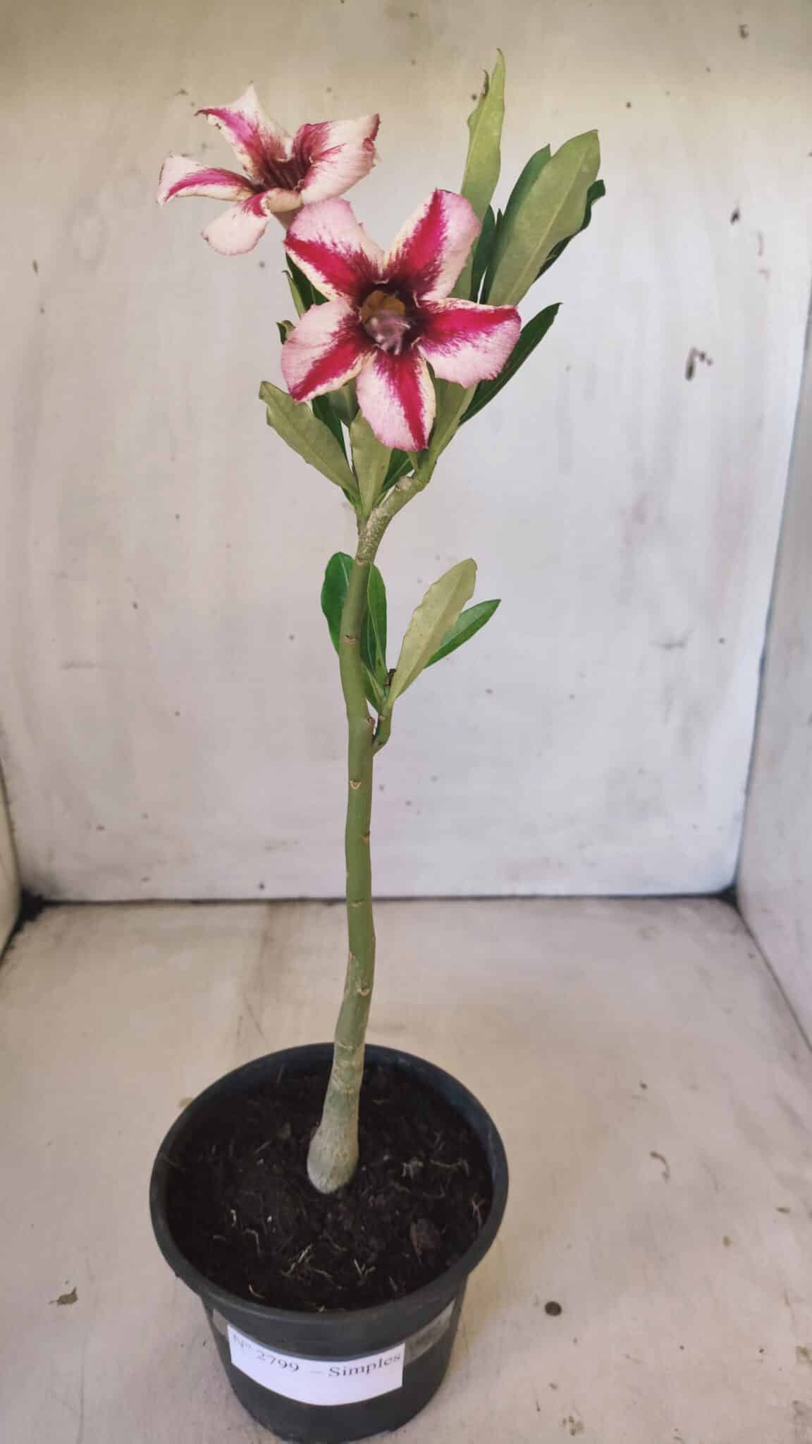 Planta Simples 2799 – 30cm – 02 anos