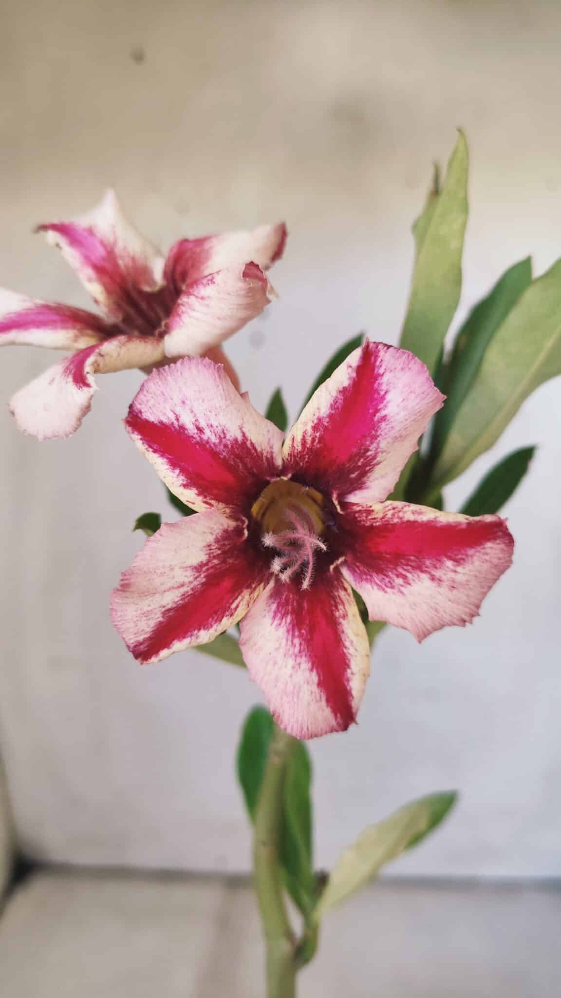 Planta Simples 2799 – 30cm – 02 anos