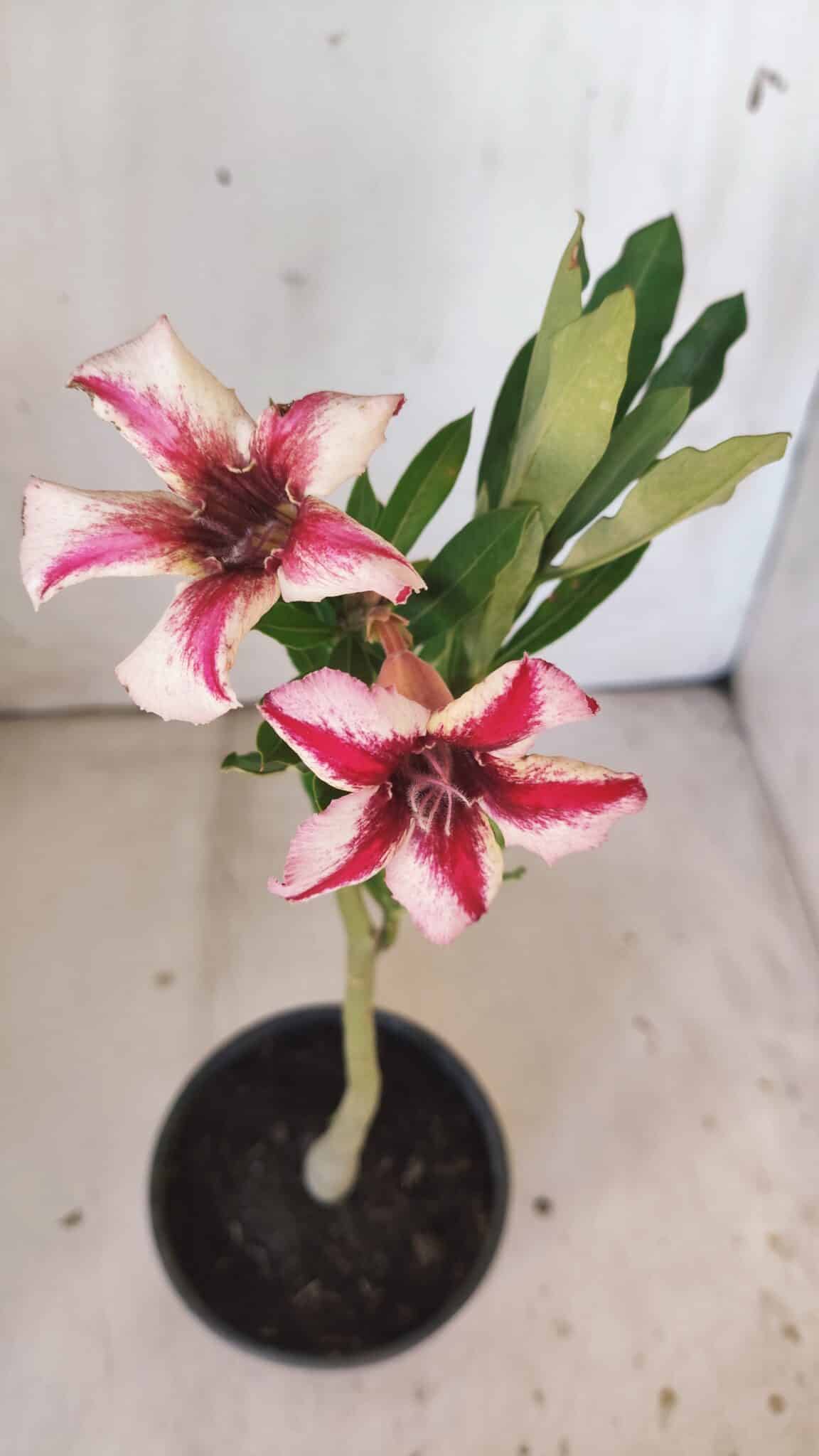 Planta Simples 2799 – 30cm – 02 anos