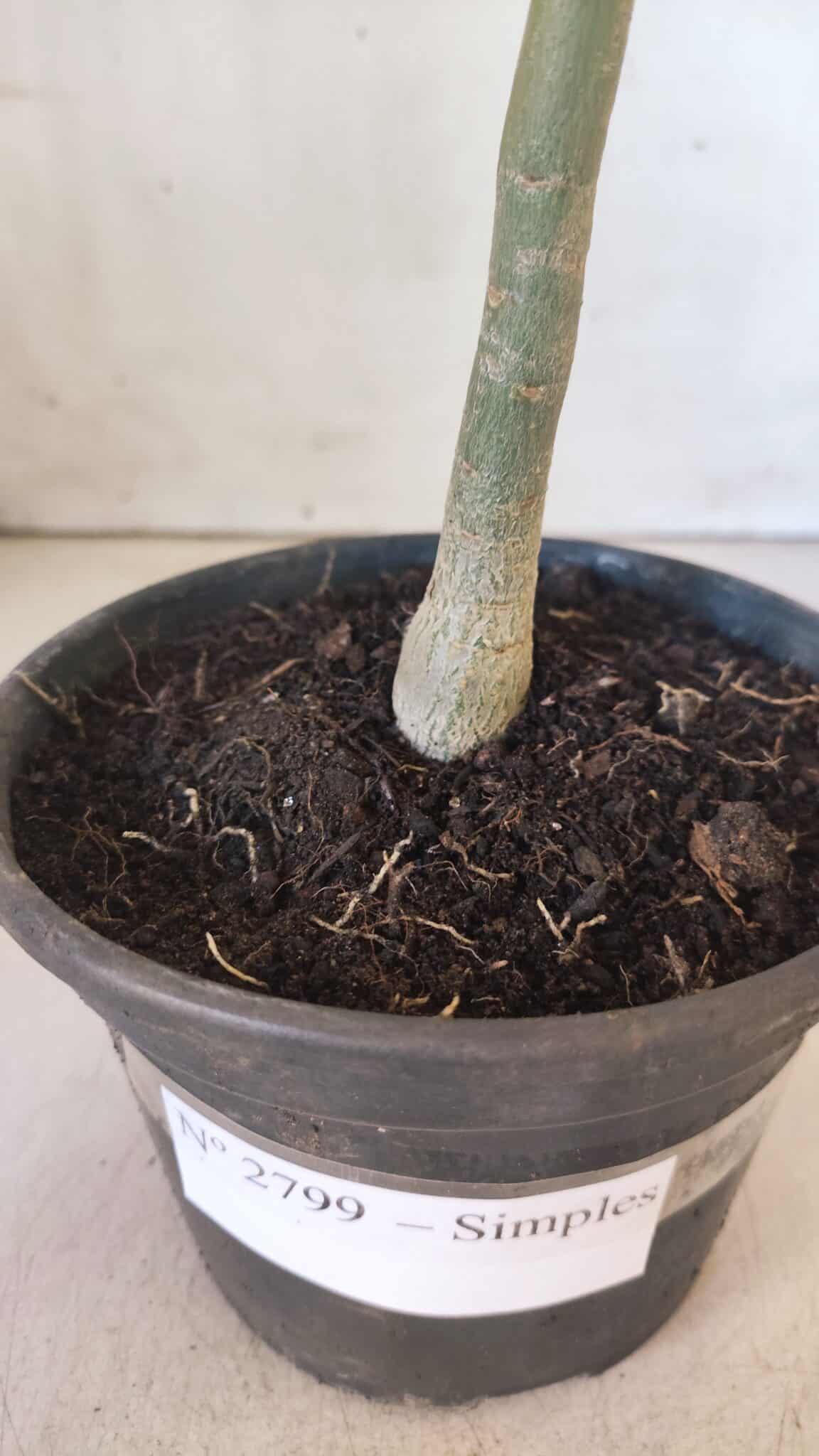 Planta Simples 2799 – 30cm – 02 anos