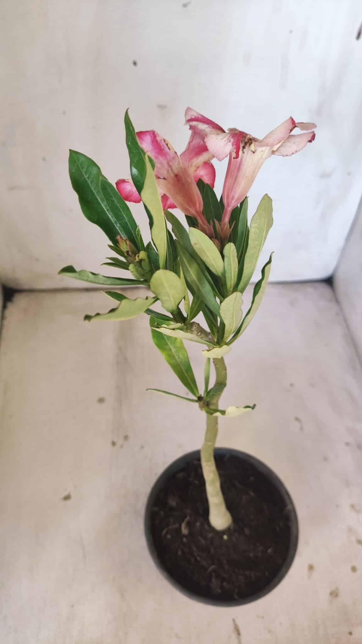 Planta Simples 2799 – 30cm – 02 anos
