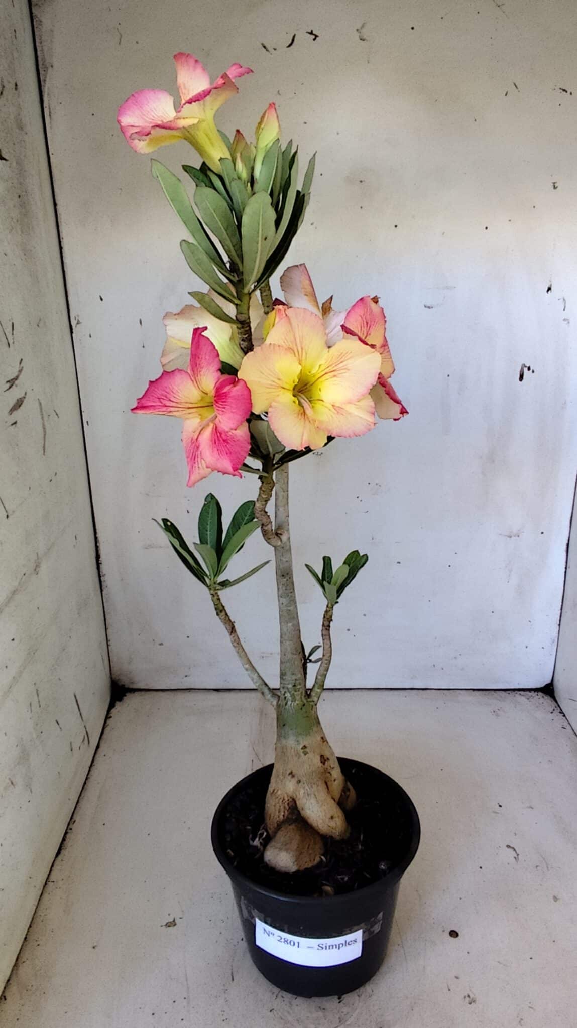 Planta Simples 2801 – 40cm – 03 anos
