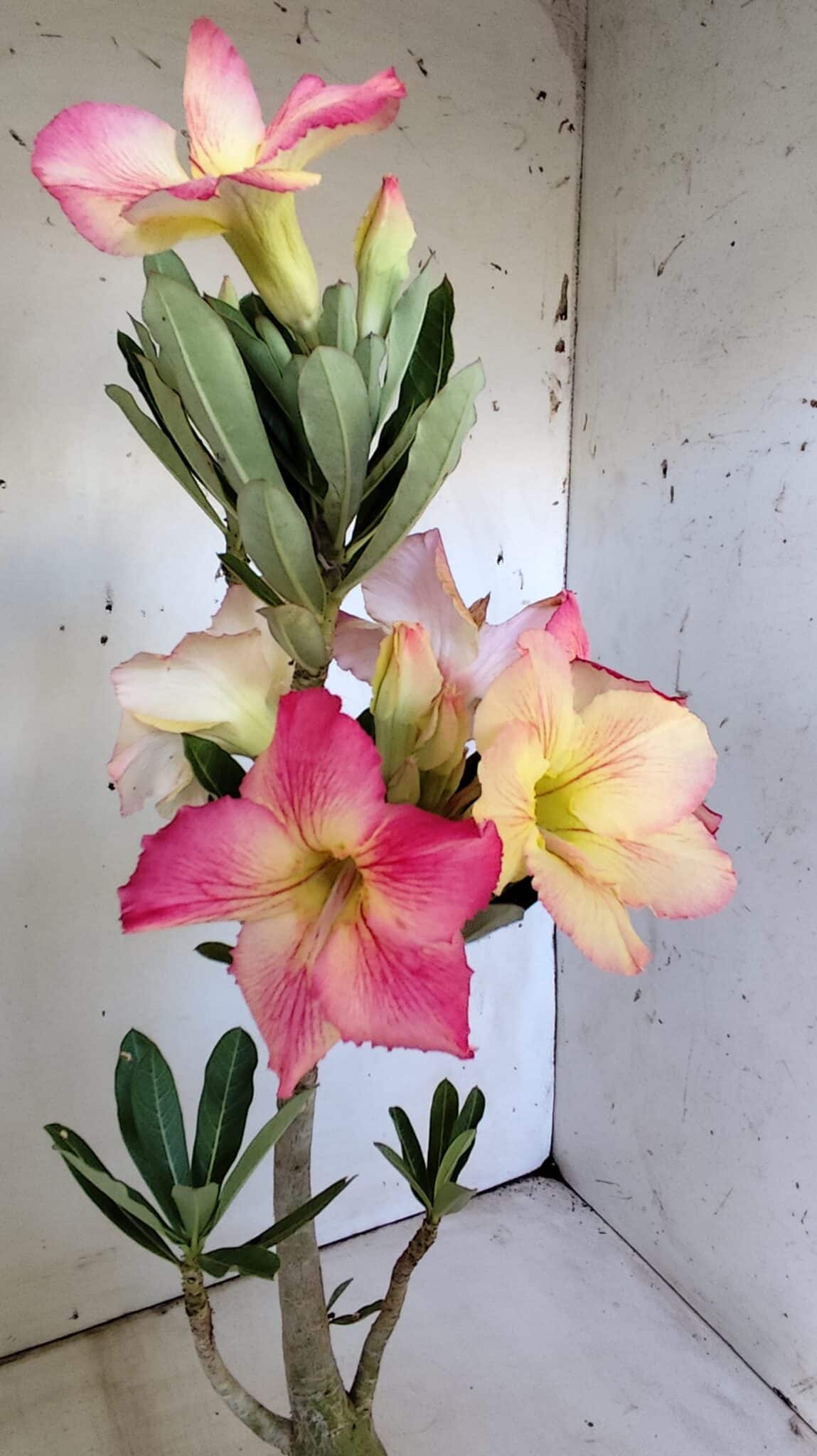 Planta Simples 2801 – 40cm – 03 anos
