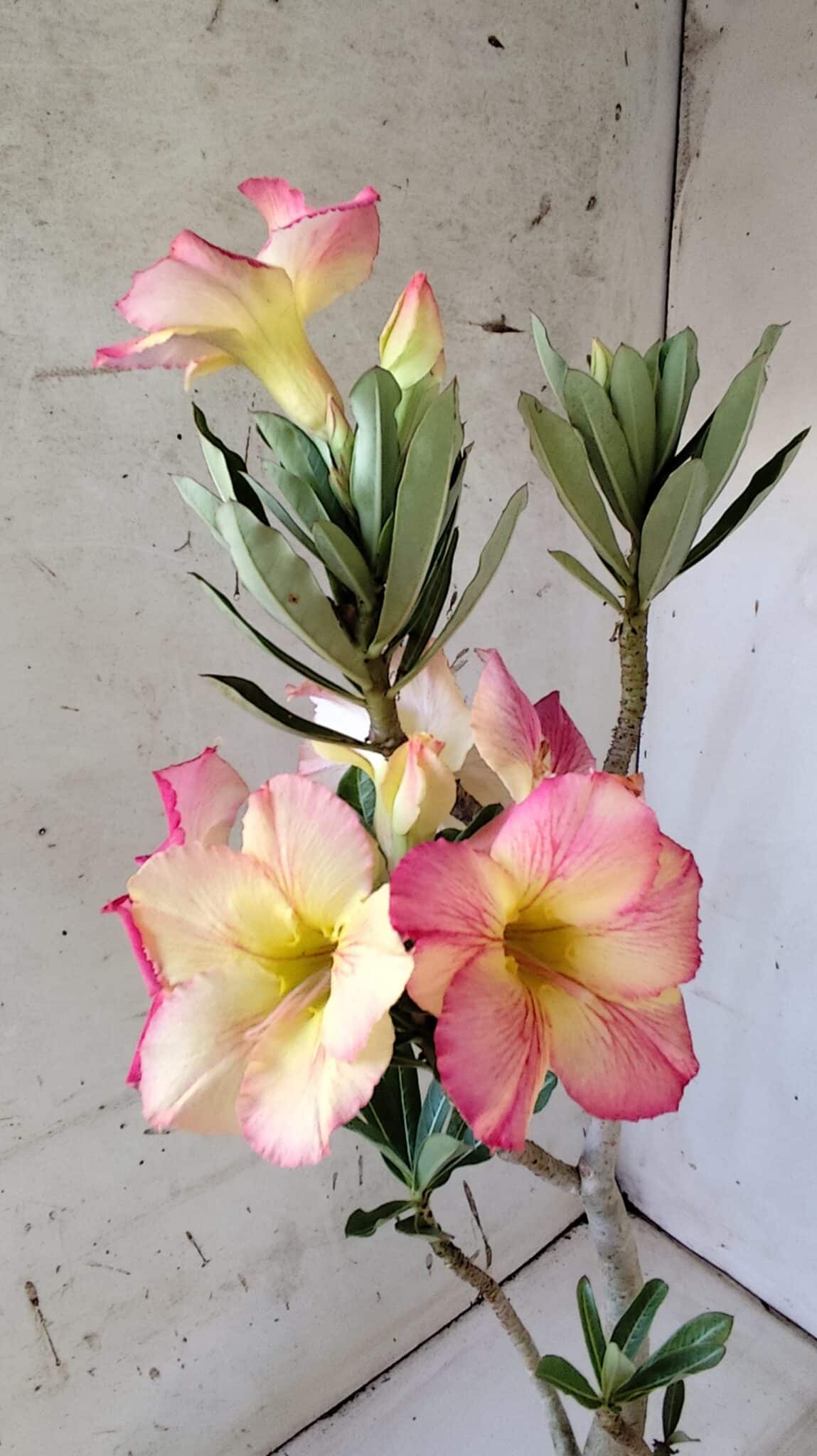 Planta Simples 2801 – 40cm – 03 anos