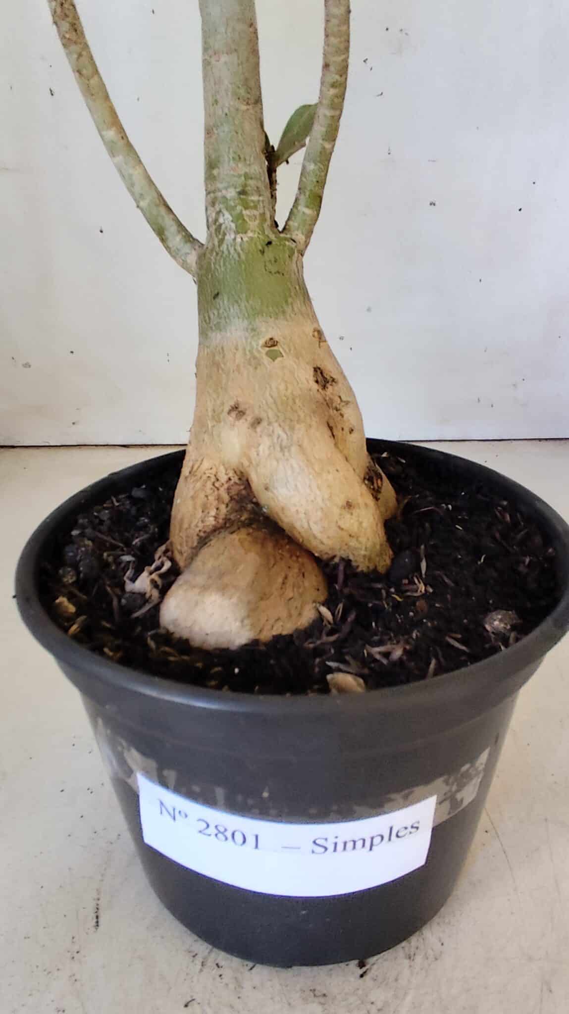 Planta Simples 2801 – 40cm – 03 anos