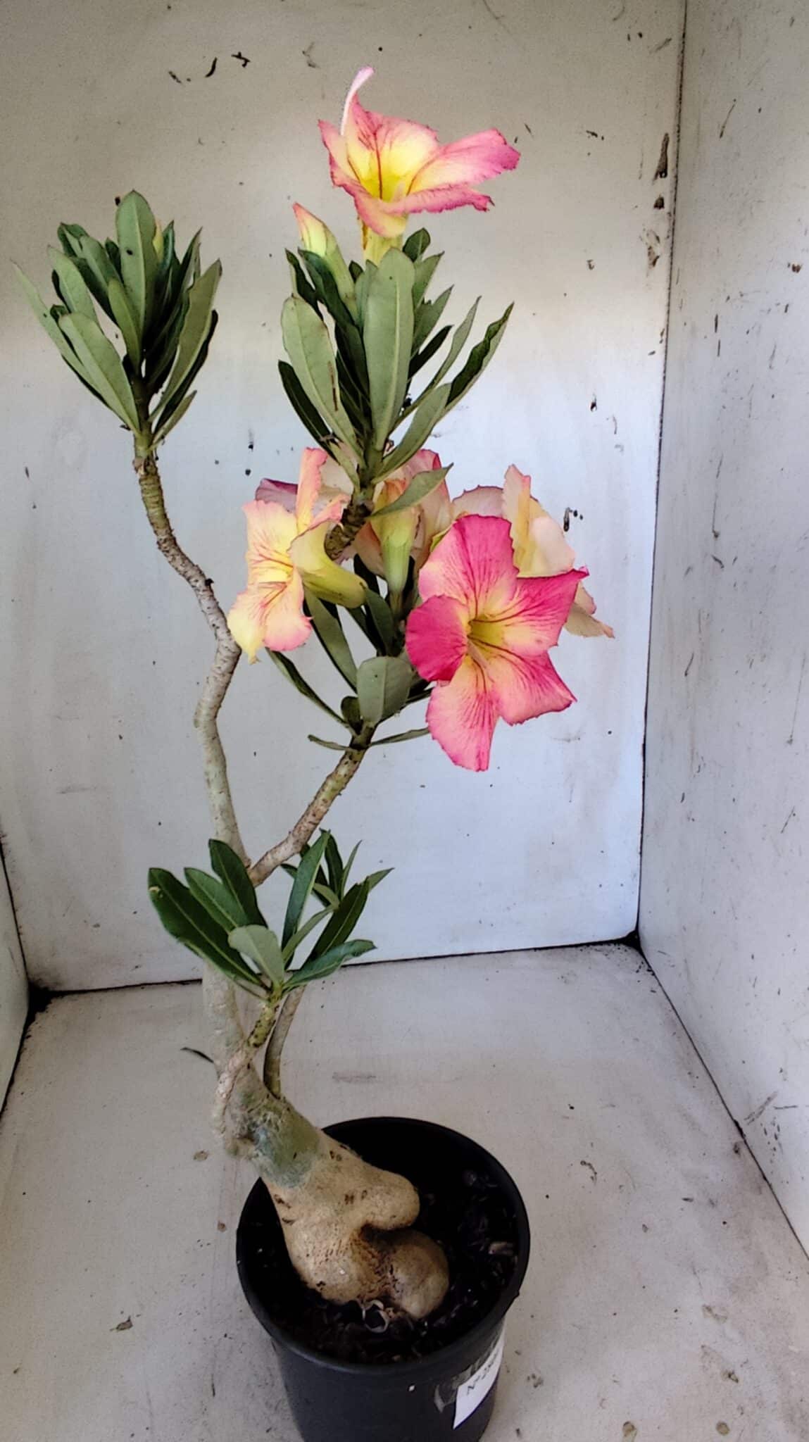 Planta Simples 2801 – 40cm – 03 anos