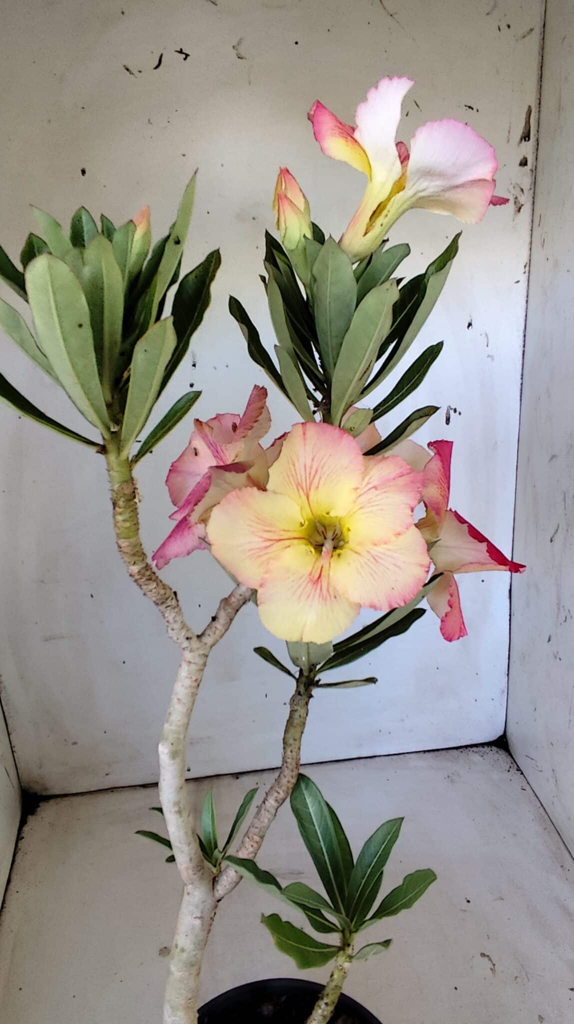Planta Simples 2801 – 40cm – 03 anos