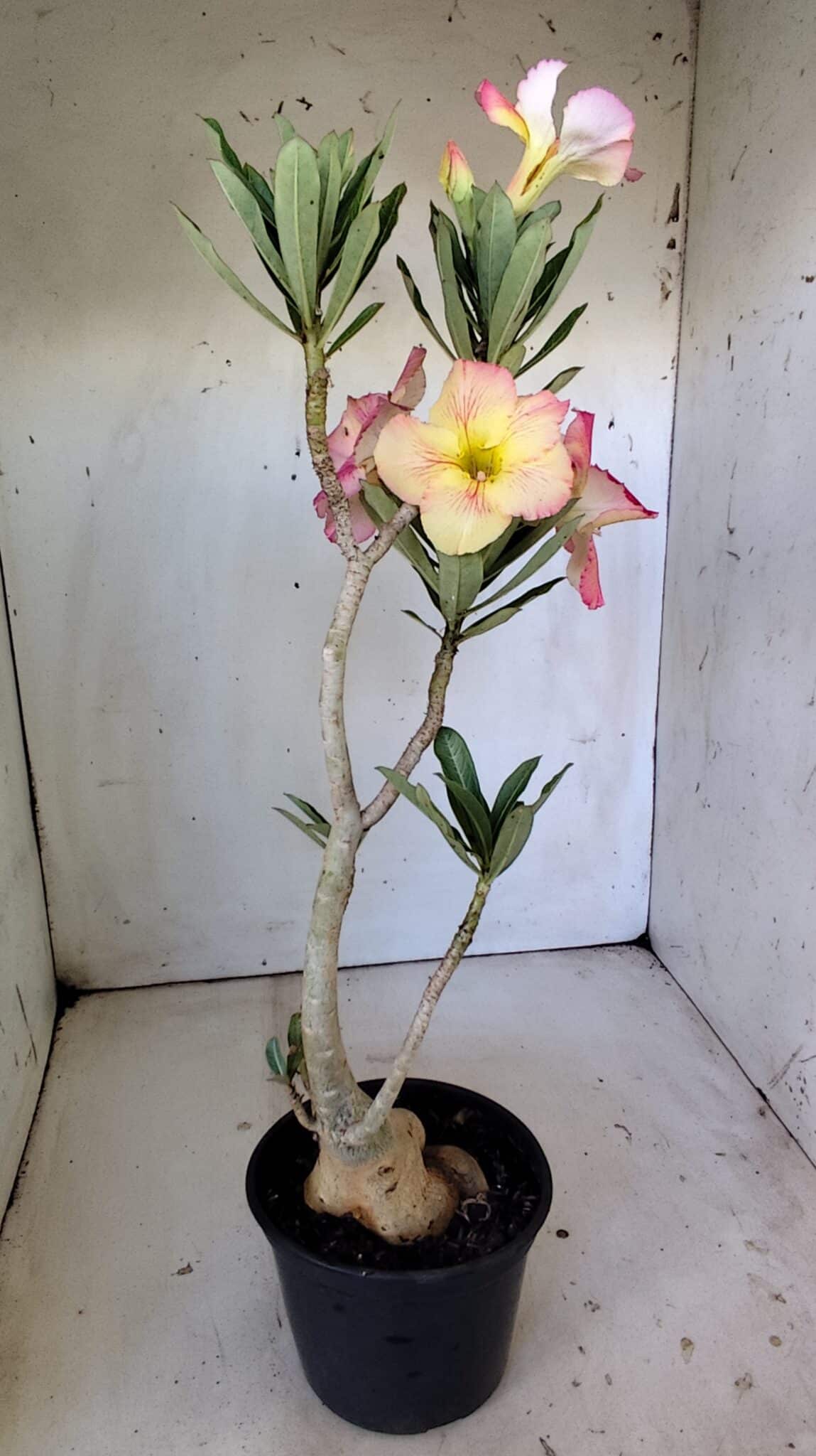 Planta Simples 2801 – 40cm – 03 anos