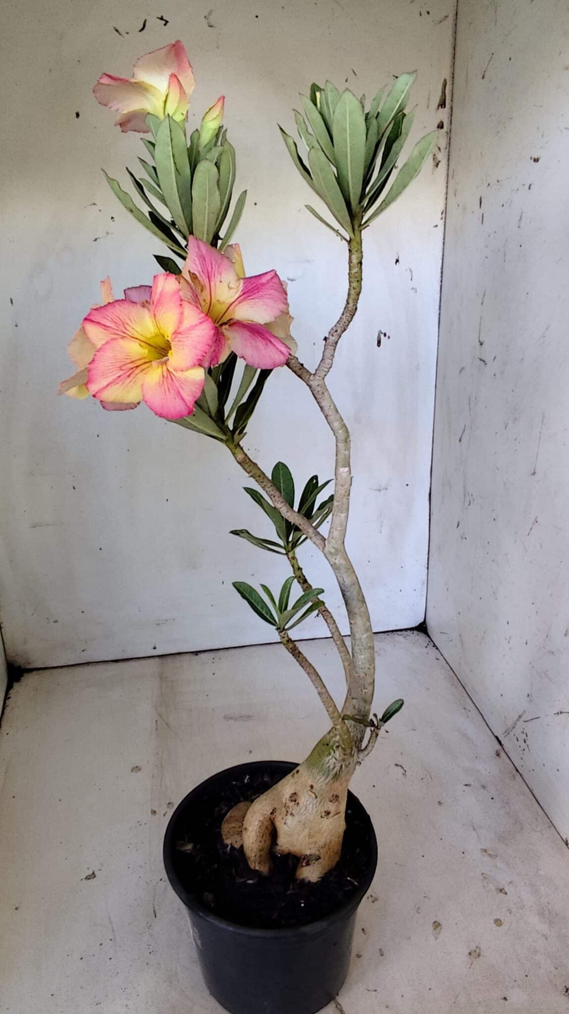 Planta Simples 2801 – 40cm – 03 anos