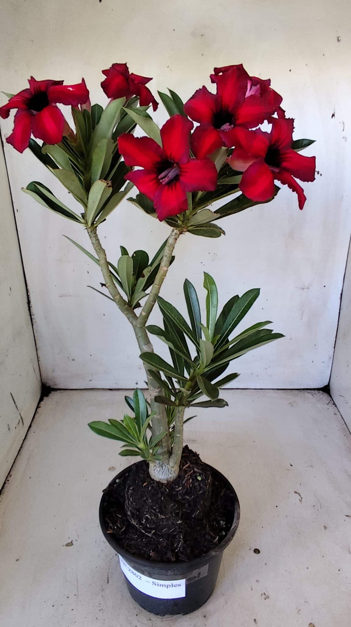 Planta Simples 2802 – 30cm – 02 anos