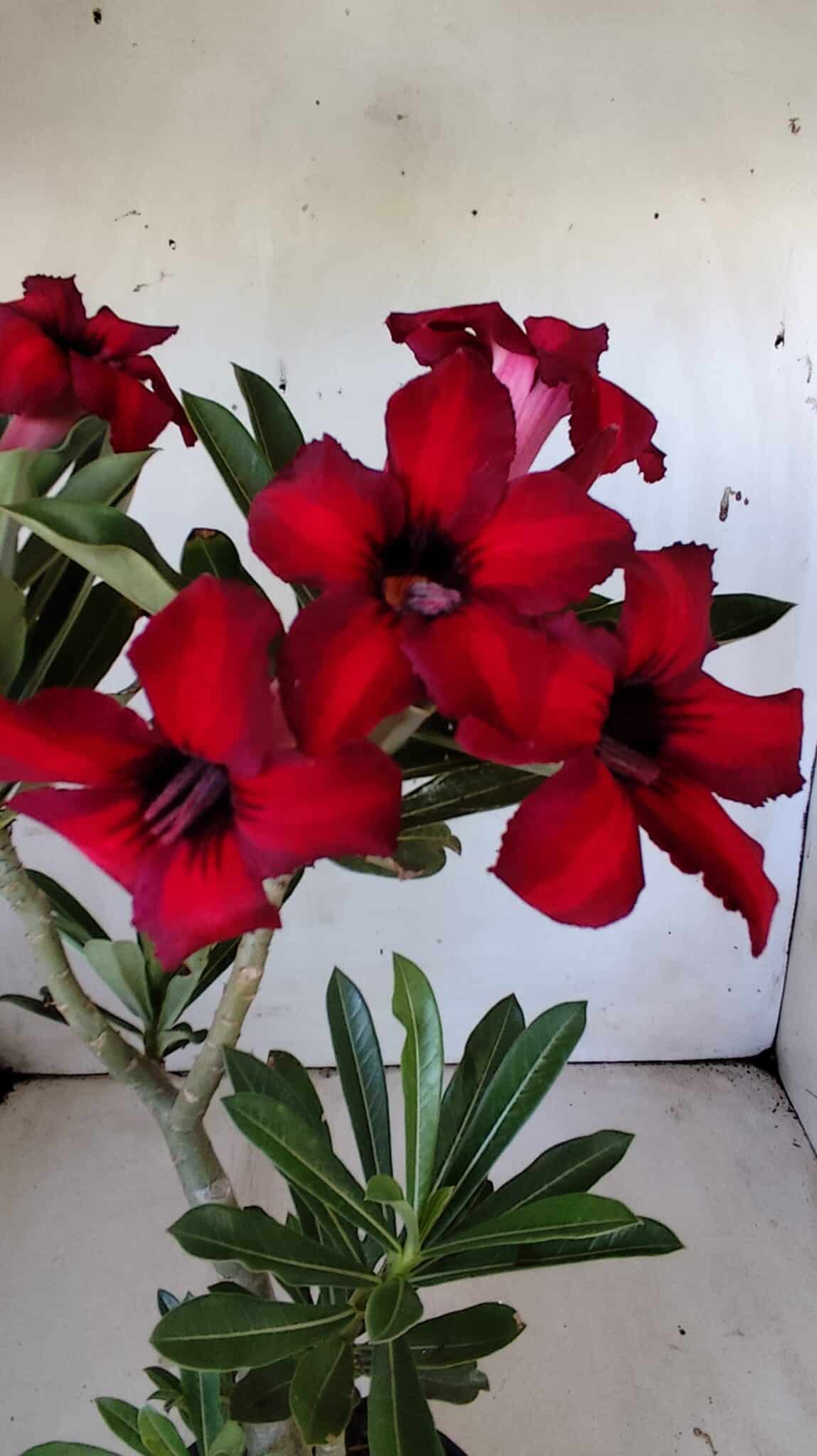 Planta Simples 2802 – 30cm – 02 anos