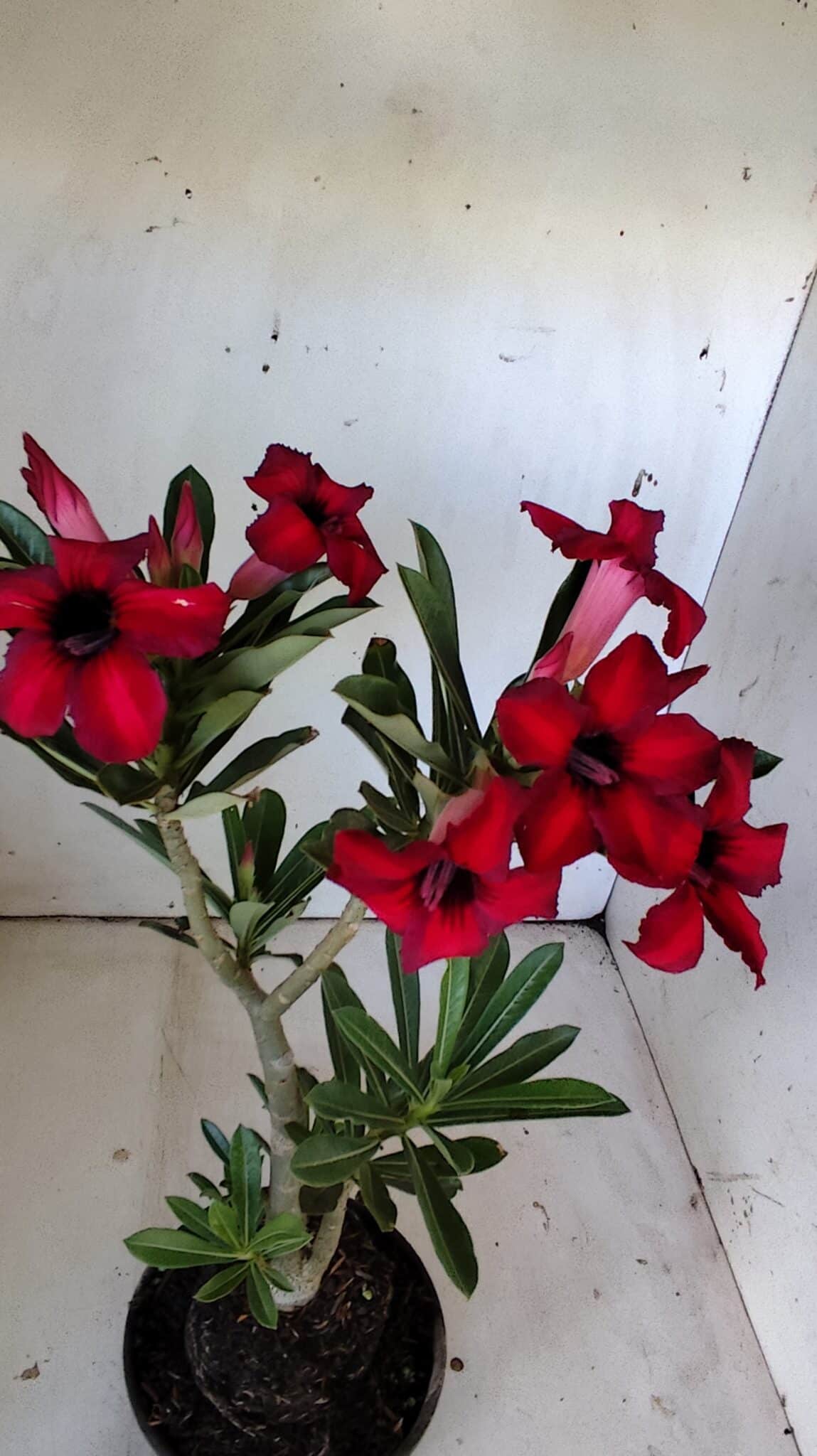 Planta Simples 2802 – 30cm – 02 anos