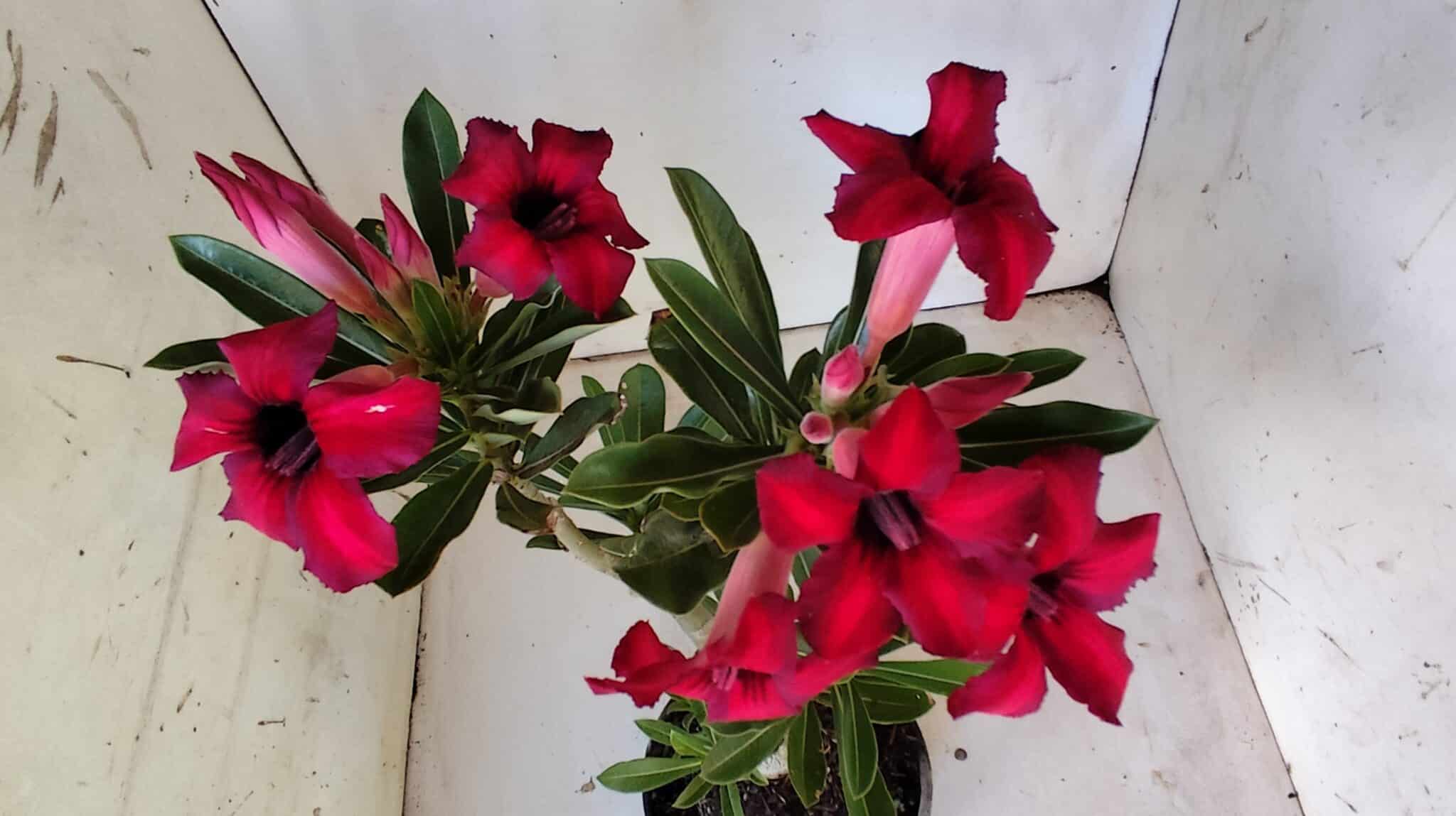 Planta Simples 2802 – 30cm – 02 anos