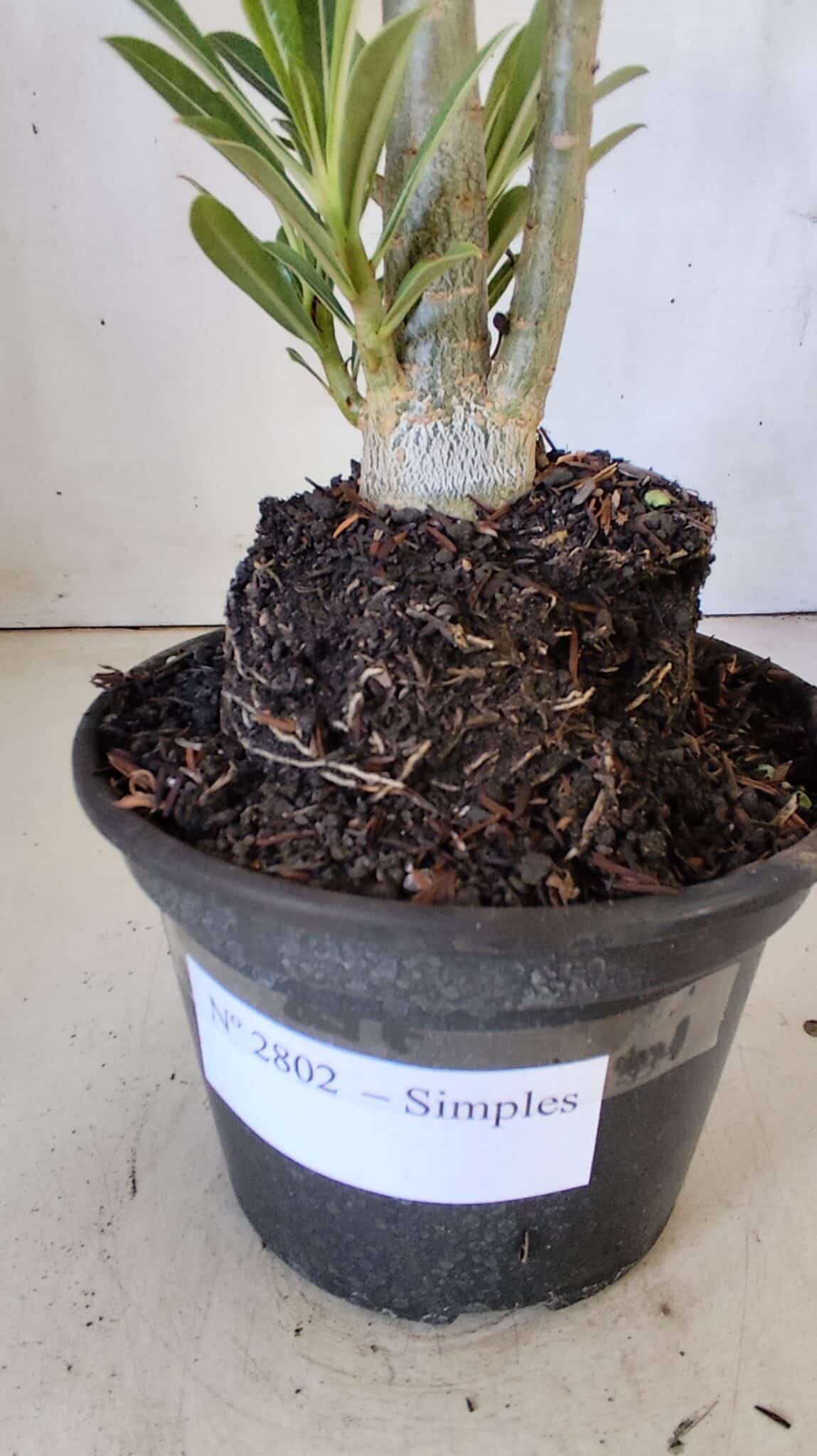 Planta Simples 2802 – 30cm – 02 anos