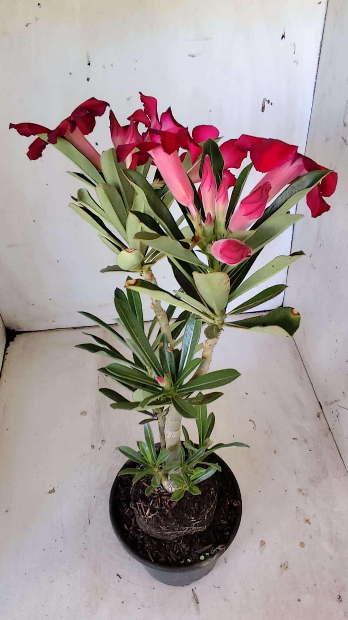 Planta Simples 2802 – 30cm – 02 anos