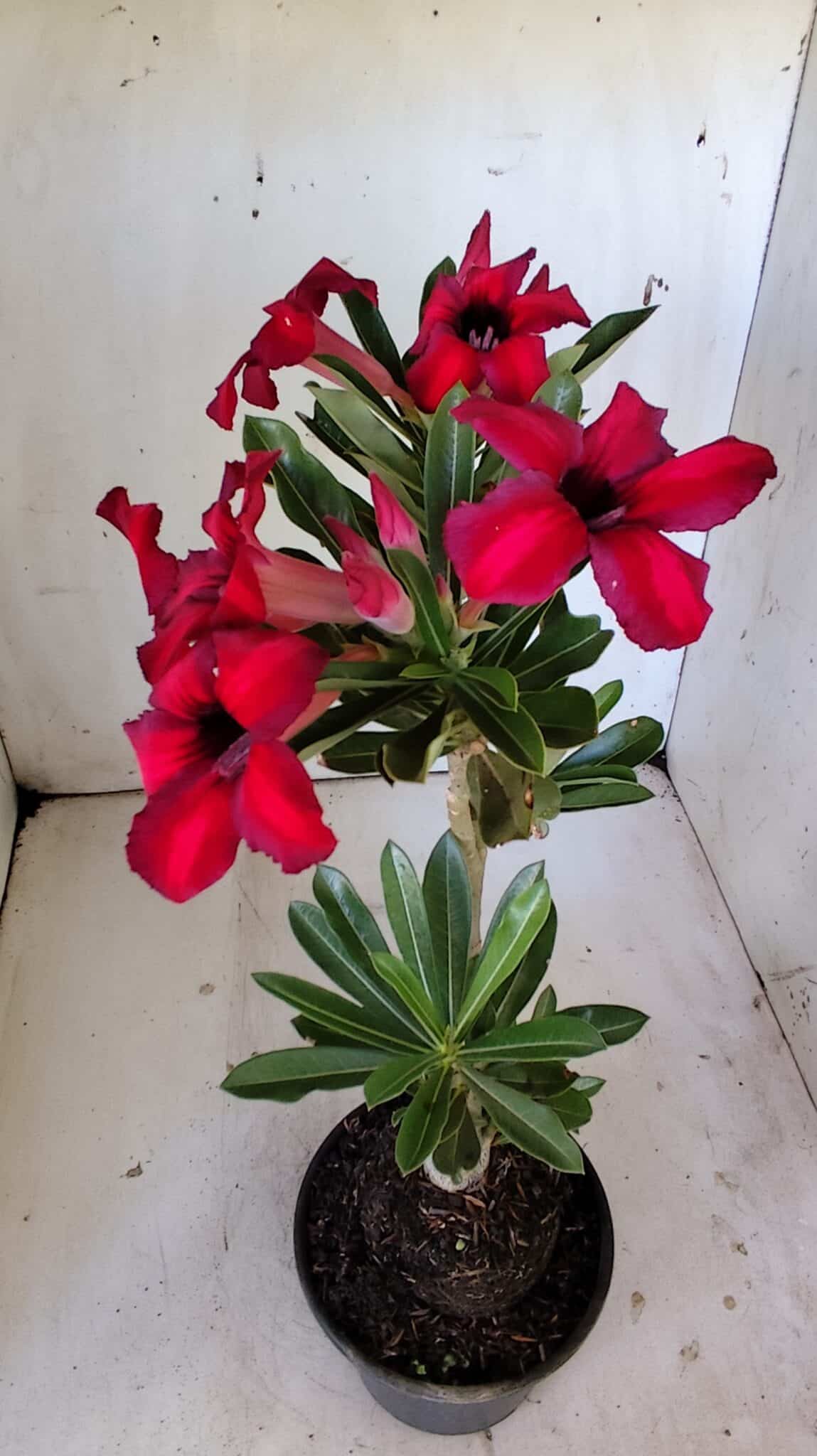 Planta Simples 2802 – 30cm – 02 anos