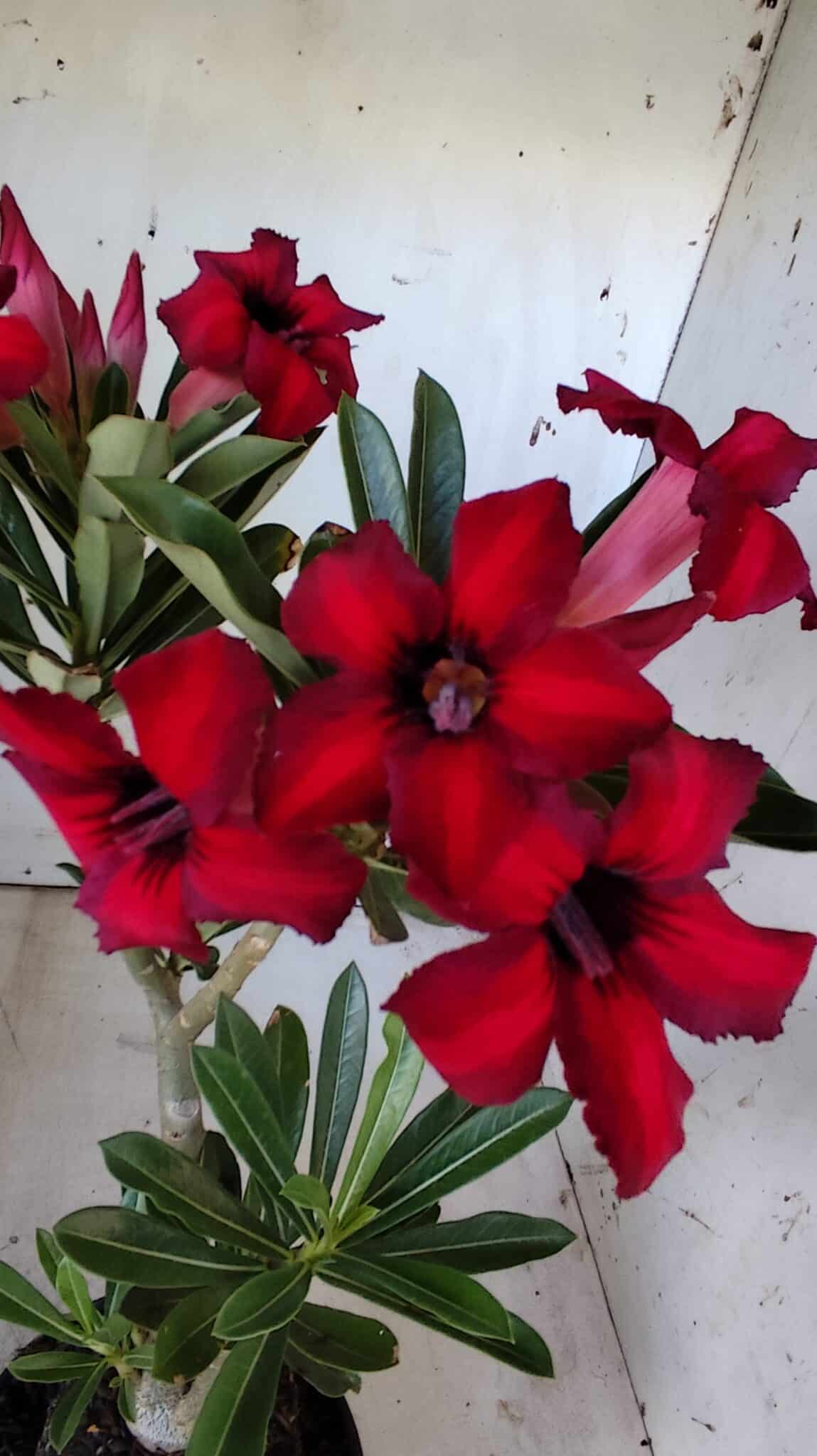 Planta Simples 2802 – 30cm – 02 anos
