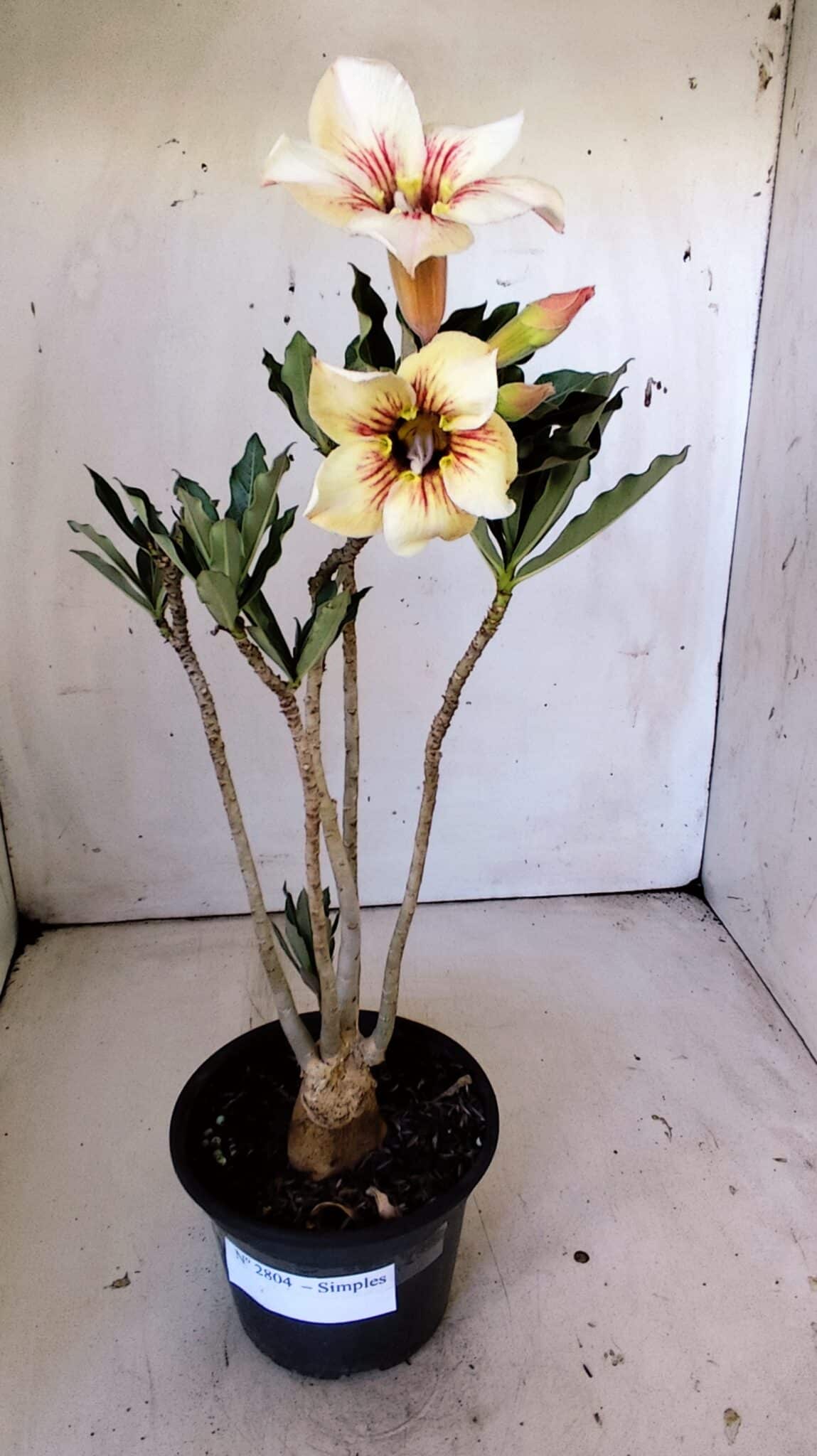 Planta Simples 2804 – 30cm – 02 anos