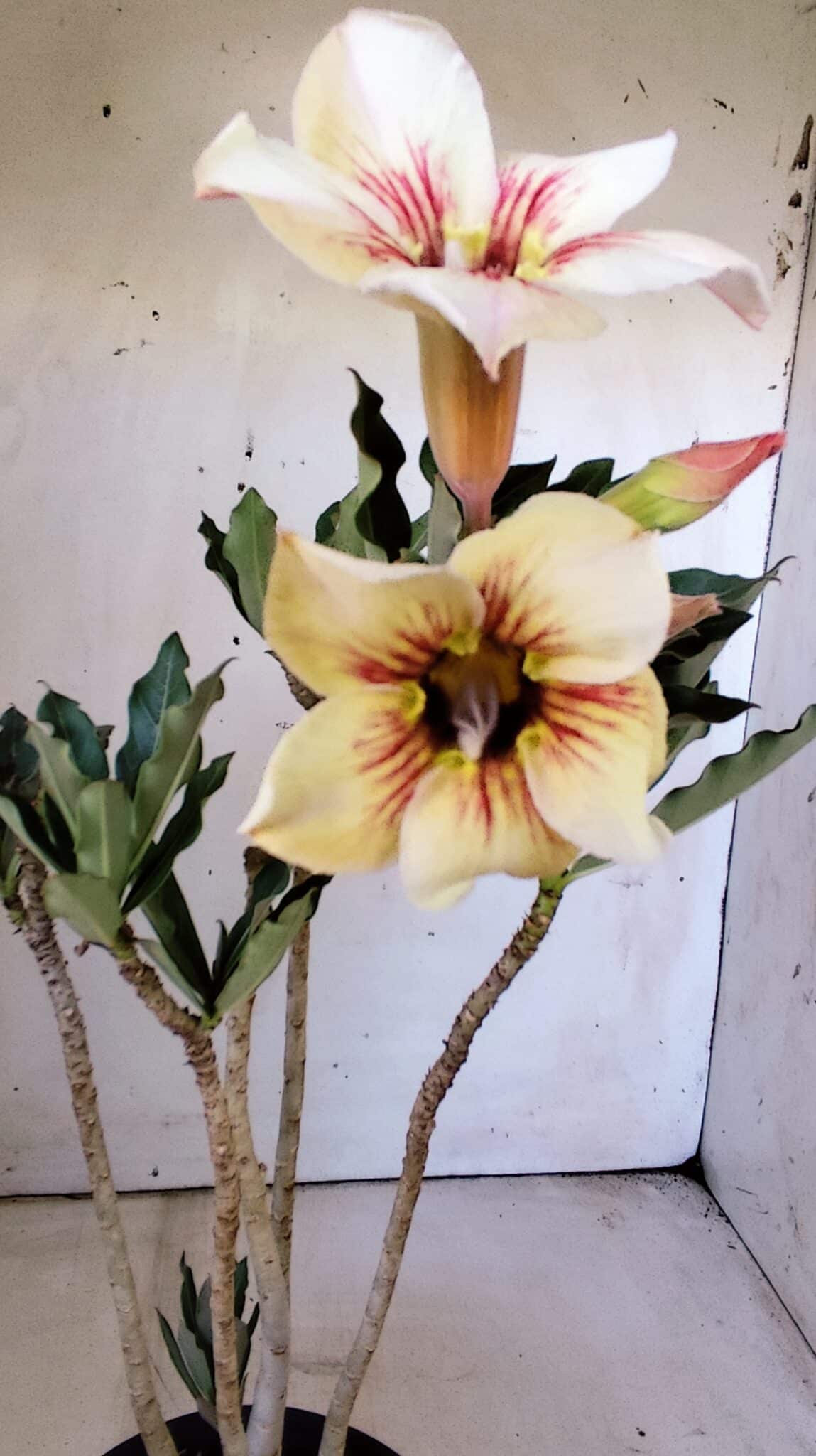Planta Simples 2804 – 30cm – 02 anos