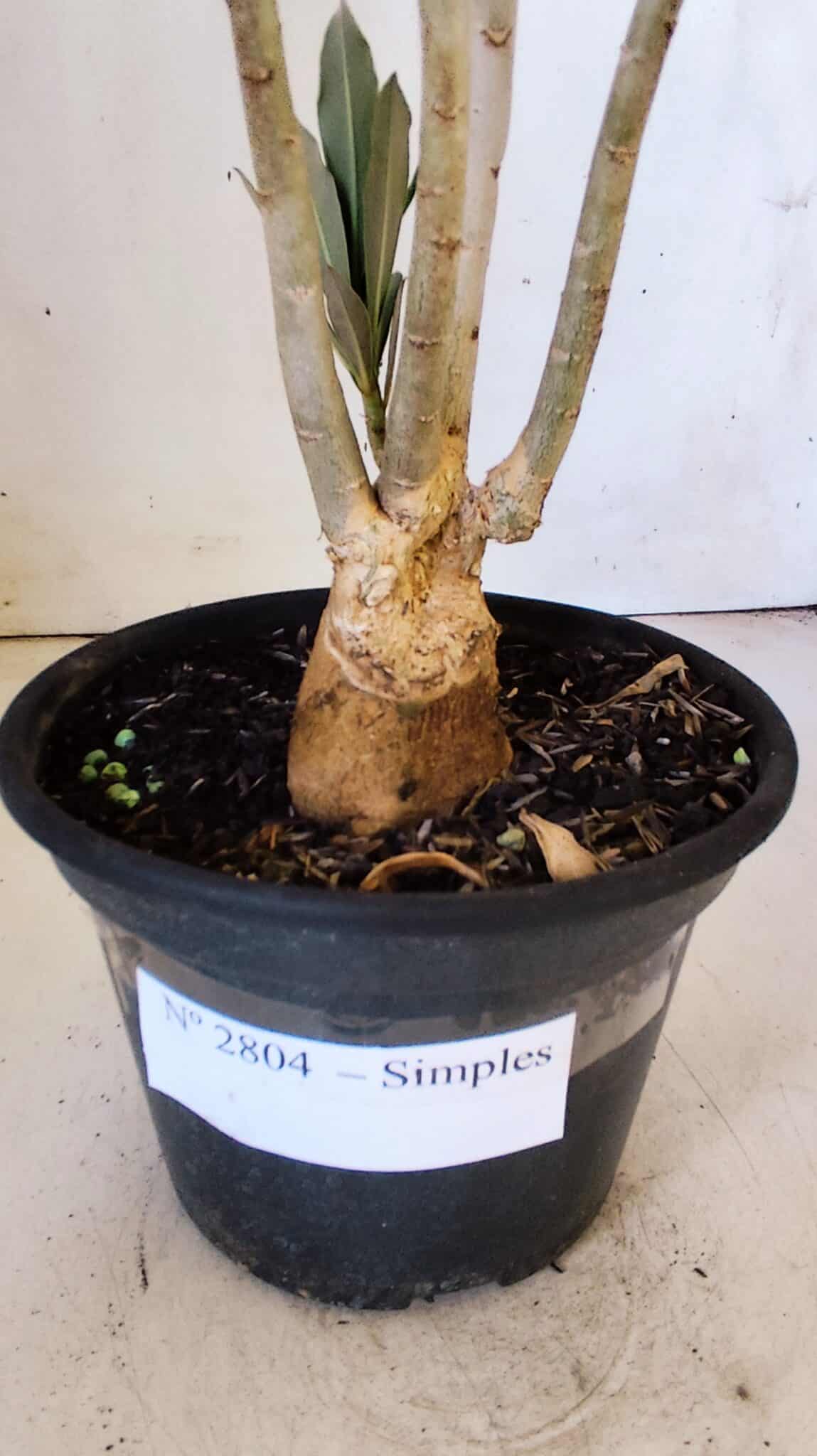 Planta Simples 2804 – 30cm – 02 anos