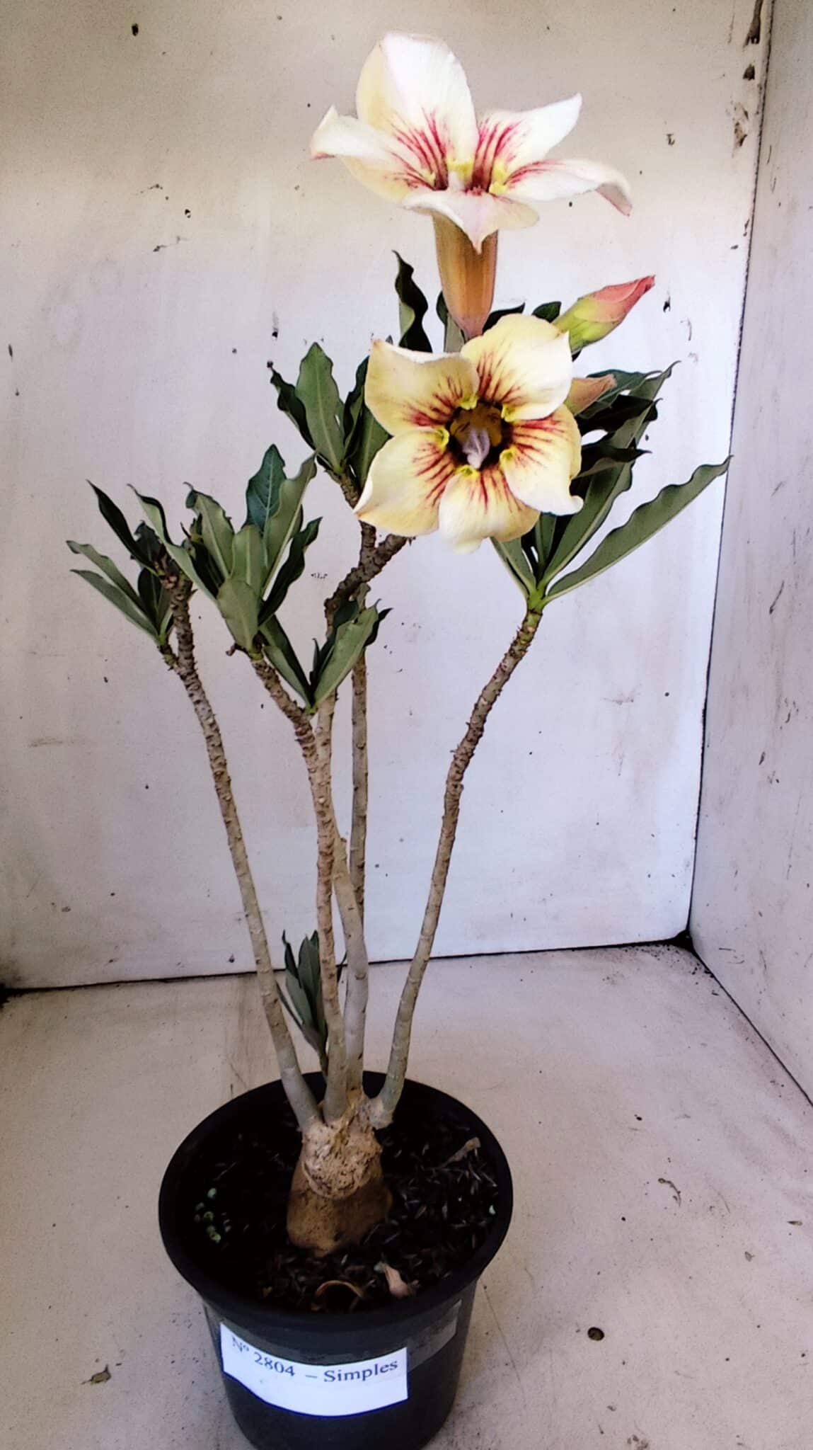 Planta Simples 2804 – 30cm – 02 anos