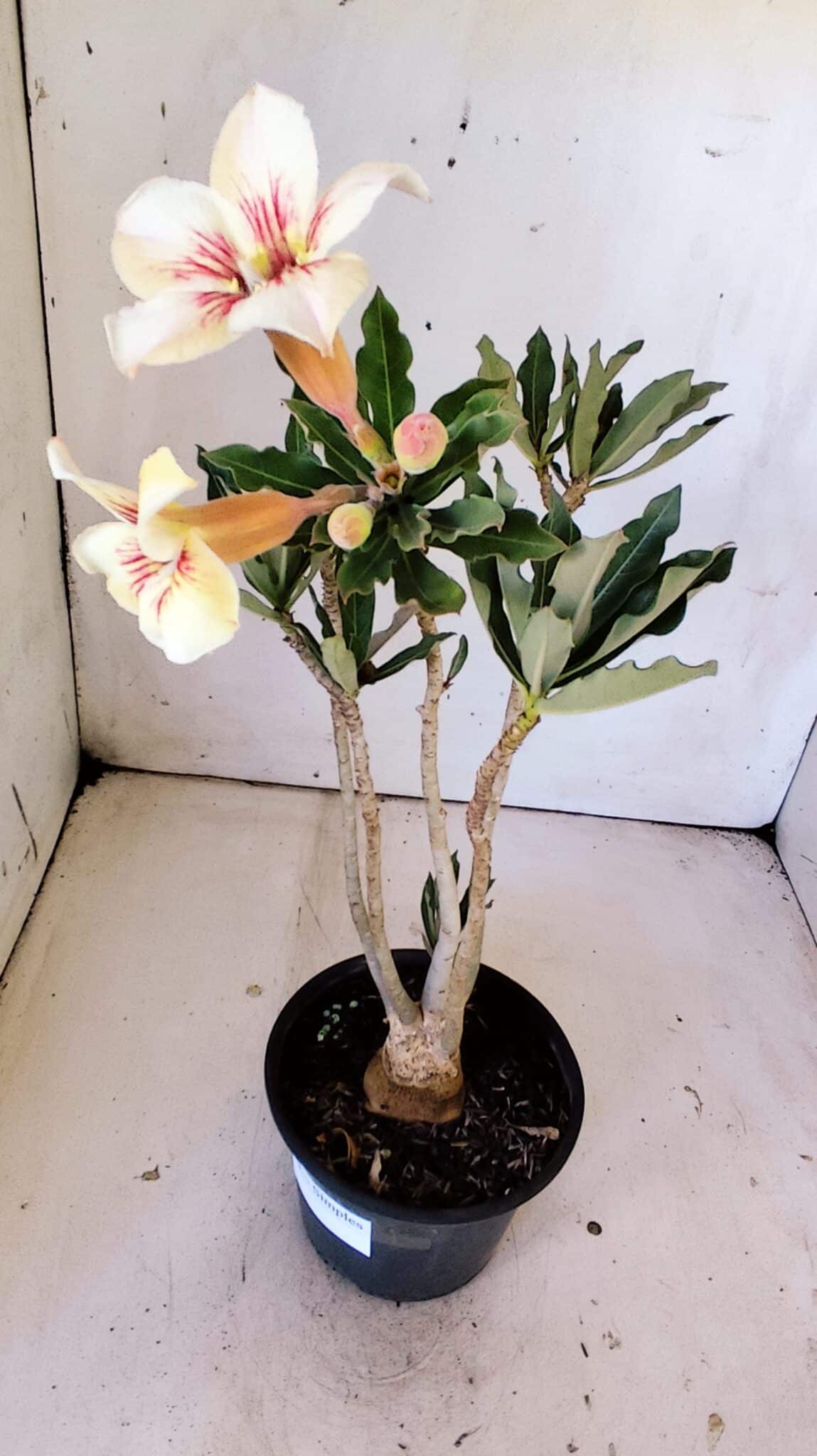 Planta Simples 2804 – 30cm – 02 anos