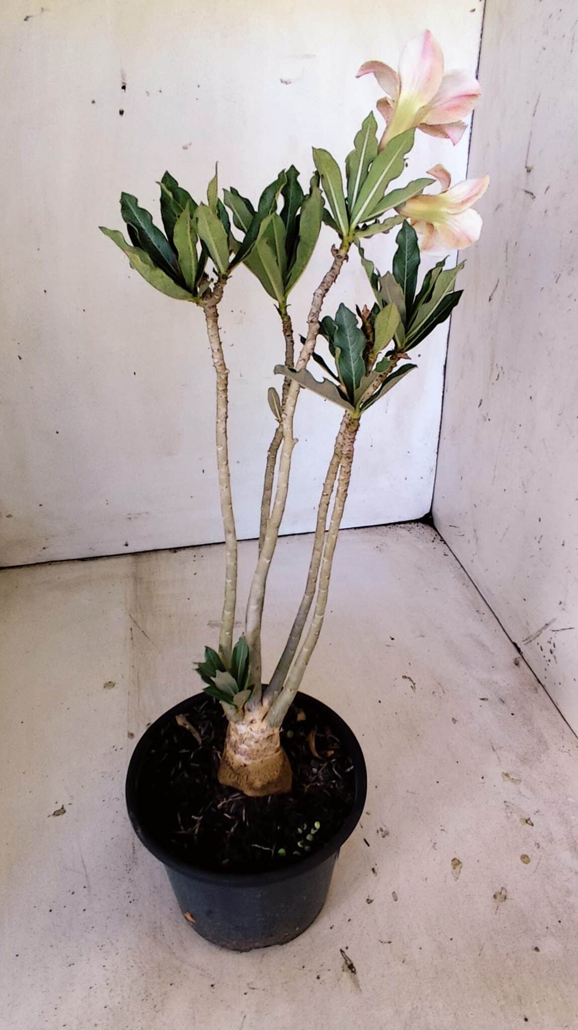 Planta Simples 2804 – 30cm – 02 anos