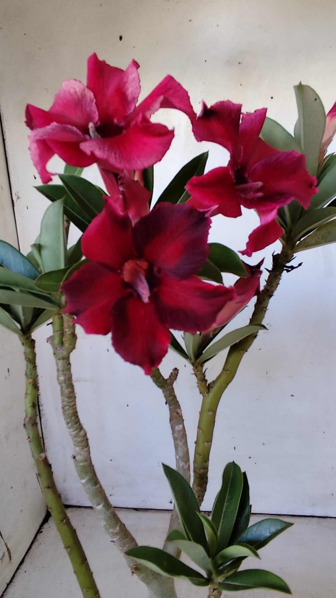 Planta Simples 2805 – 30cm – 02 anos