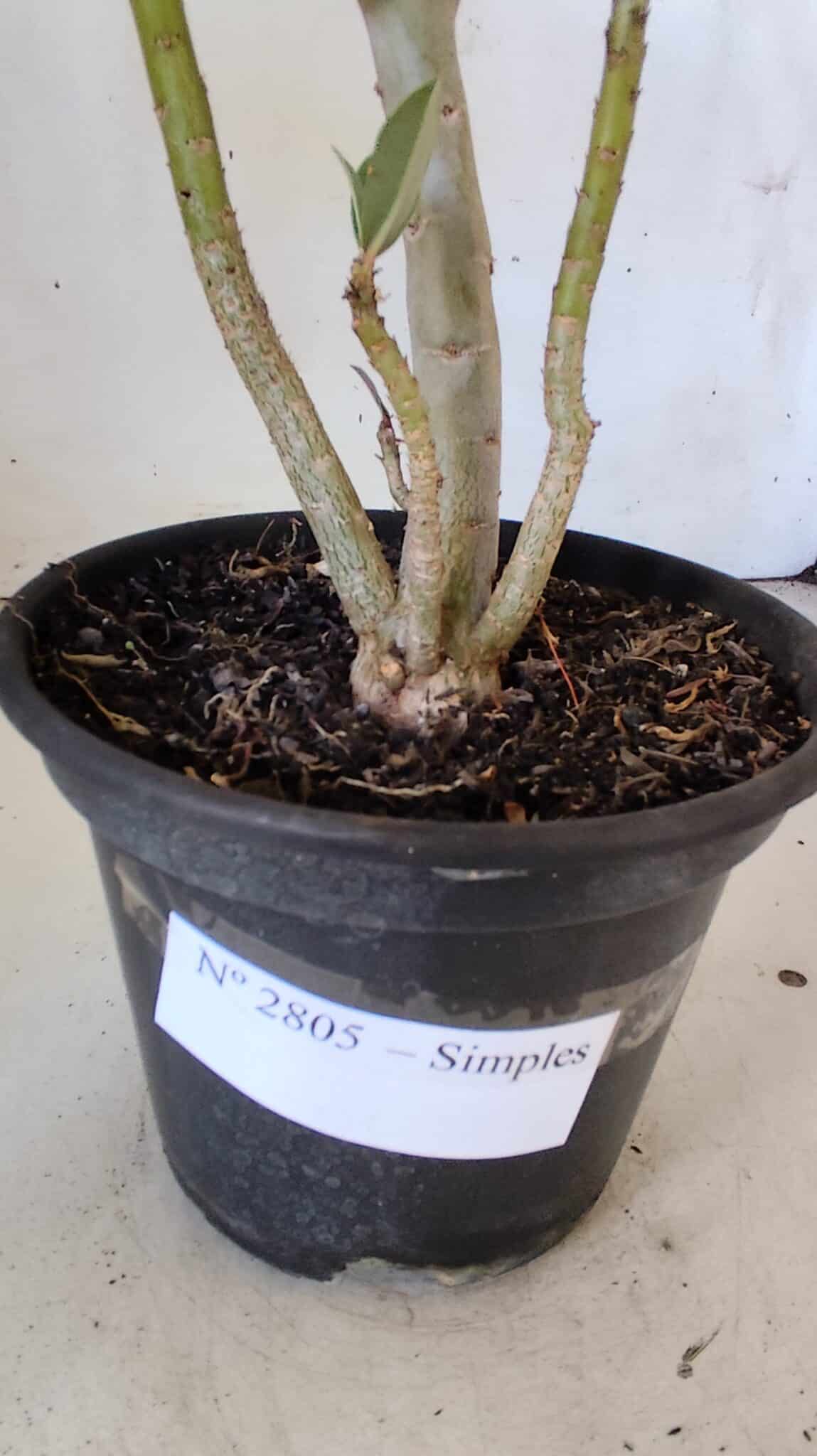 Planta Simples 2805 – 30cm – 02 anos