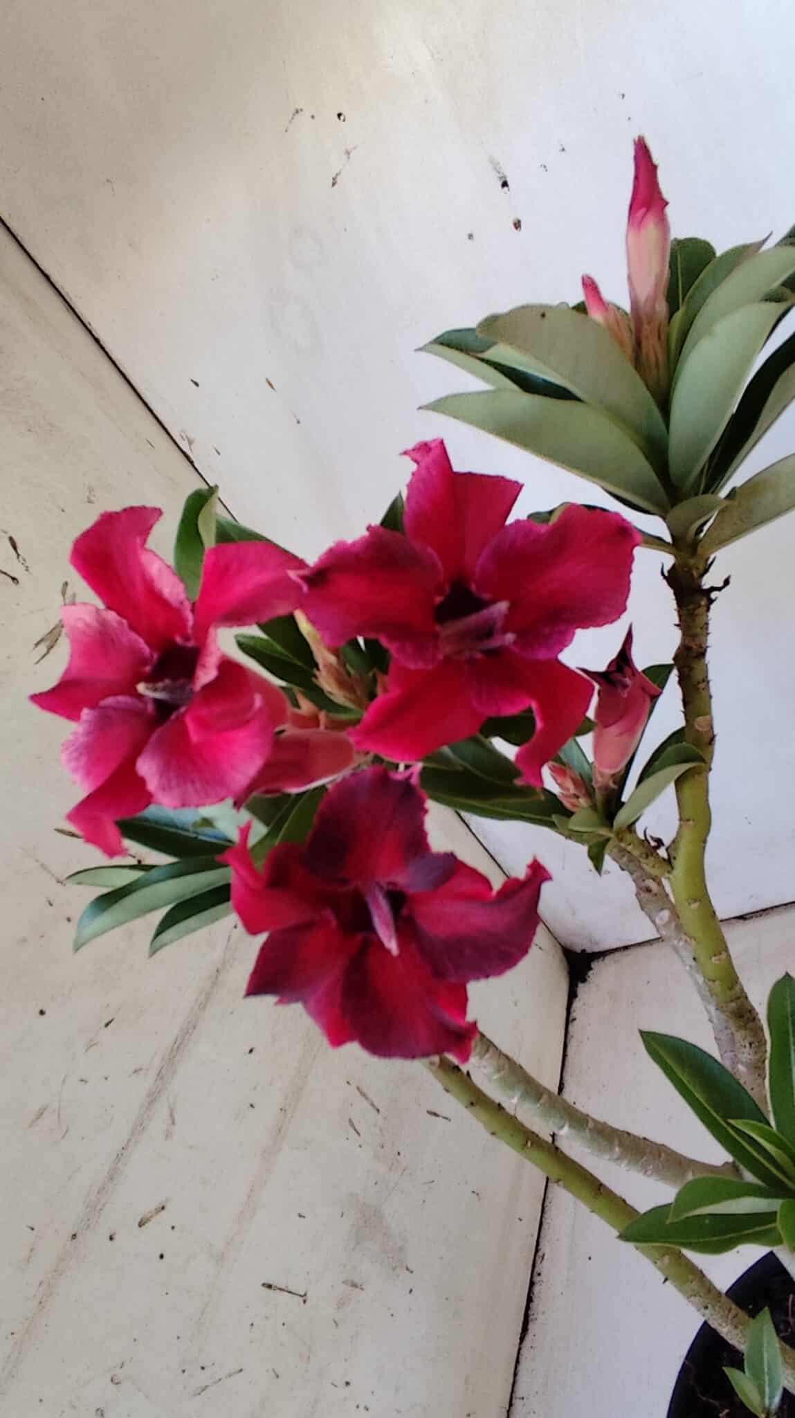 Planta Simples 2805 – 30cm – 02 anos
