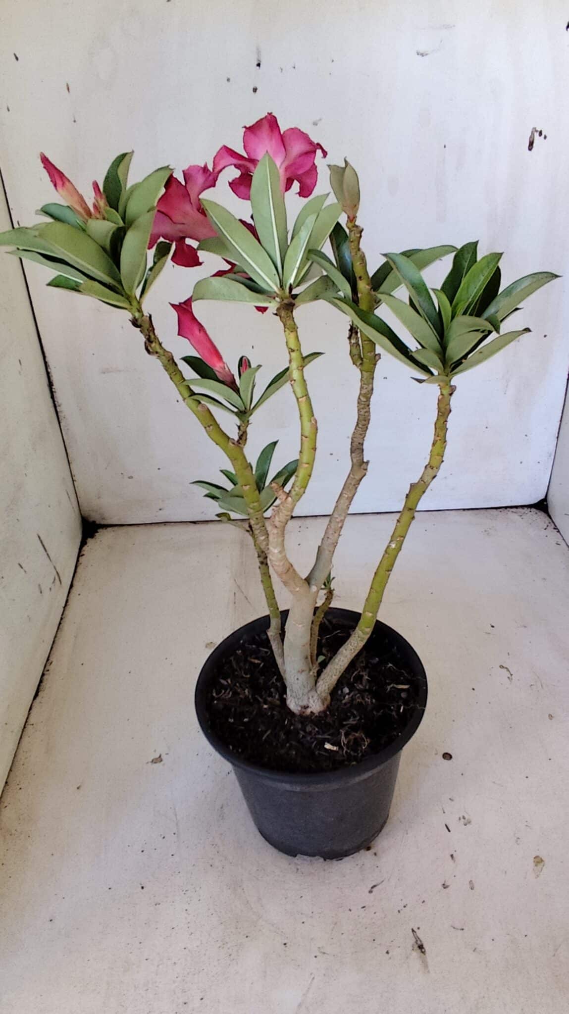Planta Simples 2805 – 30cm – 02 anos