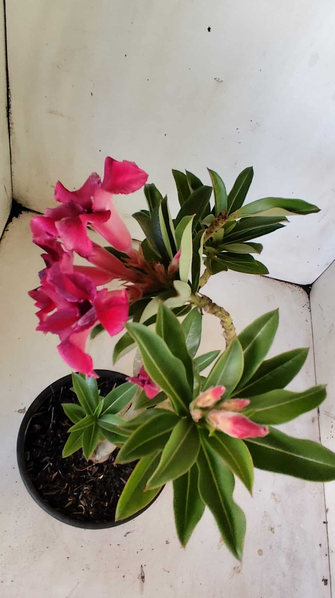 Planta Simples 2805 – 30cm – 02 anos