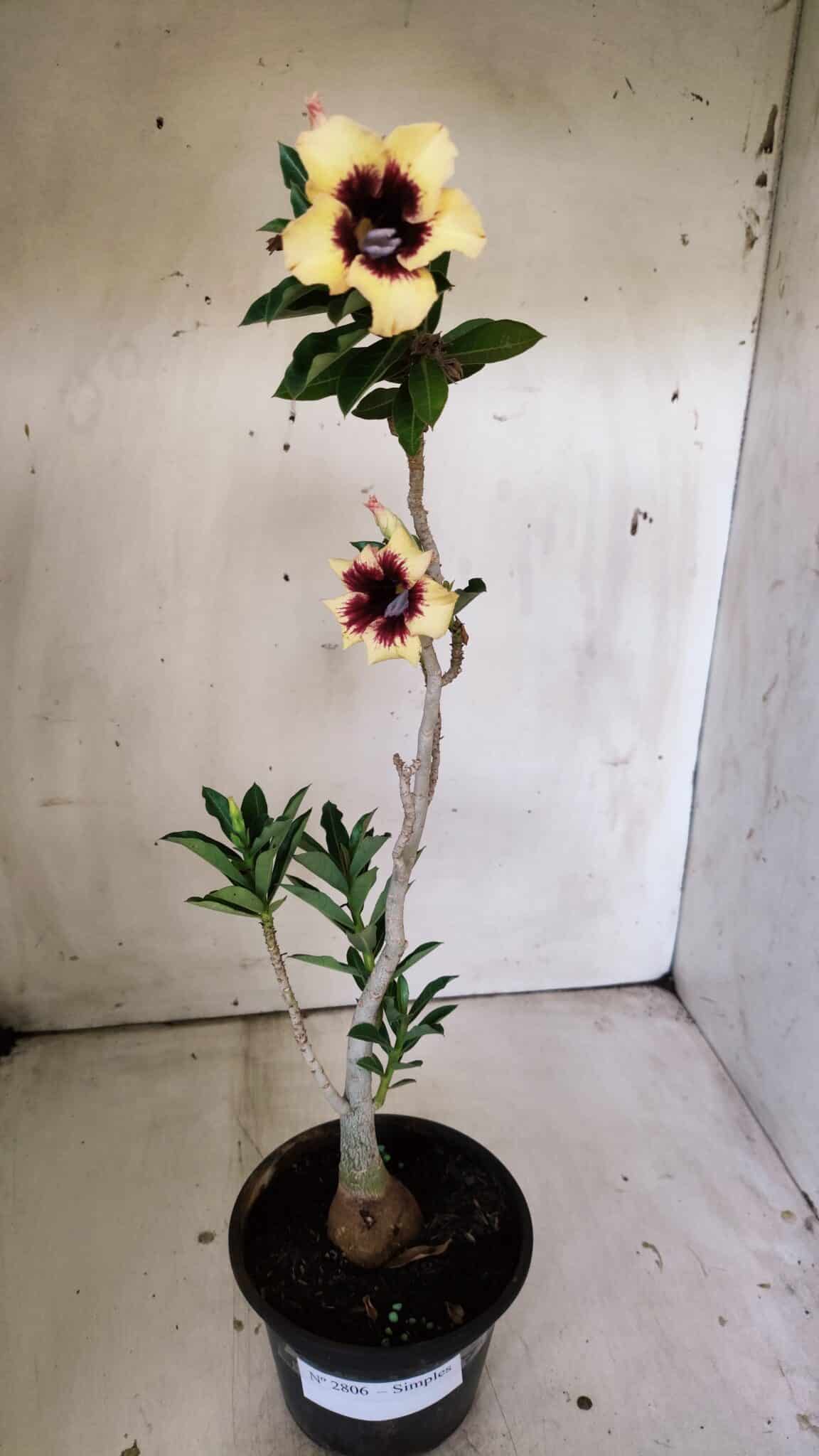 Planta Simples 2806 – 35cm – 03 anos