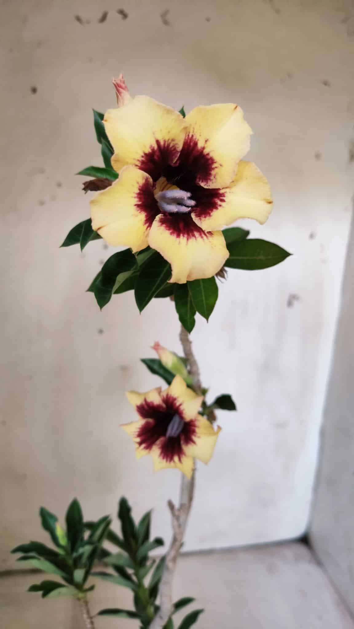 Planta Simples 2806 – 35cm – 03 anos