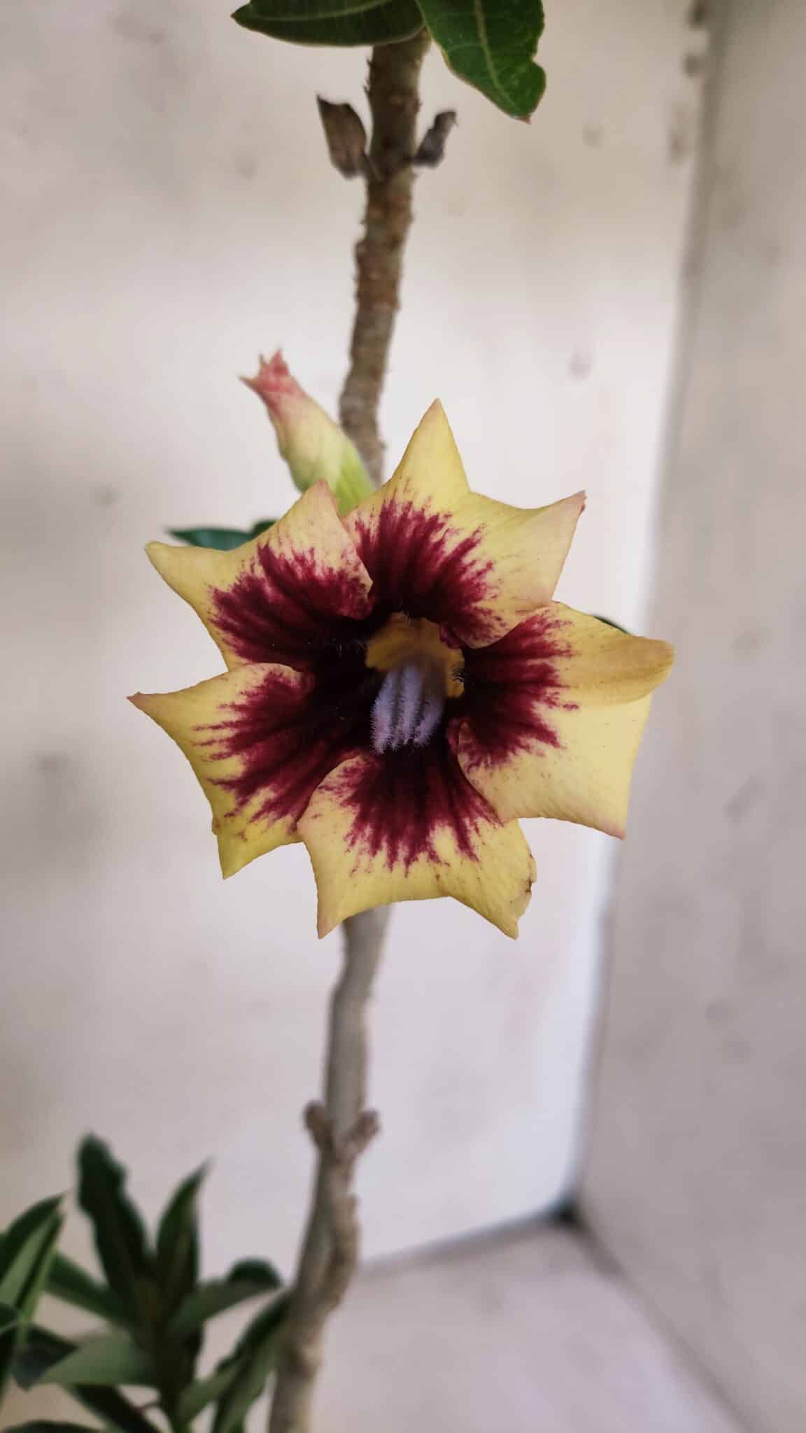 Planta Simples 2806 – 35cm – 03 anos