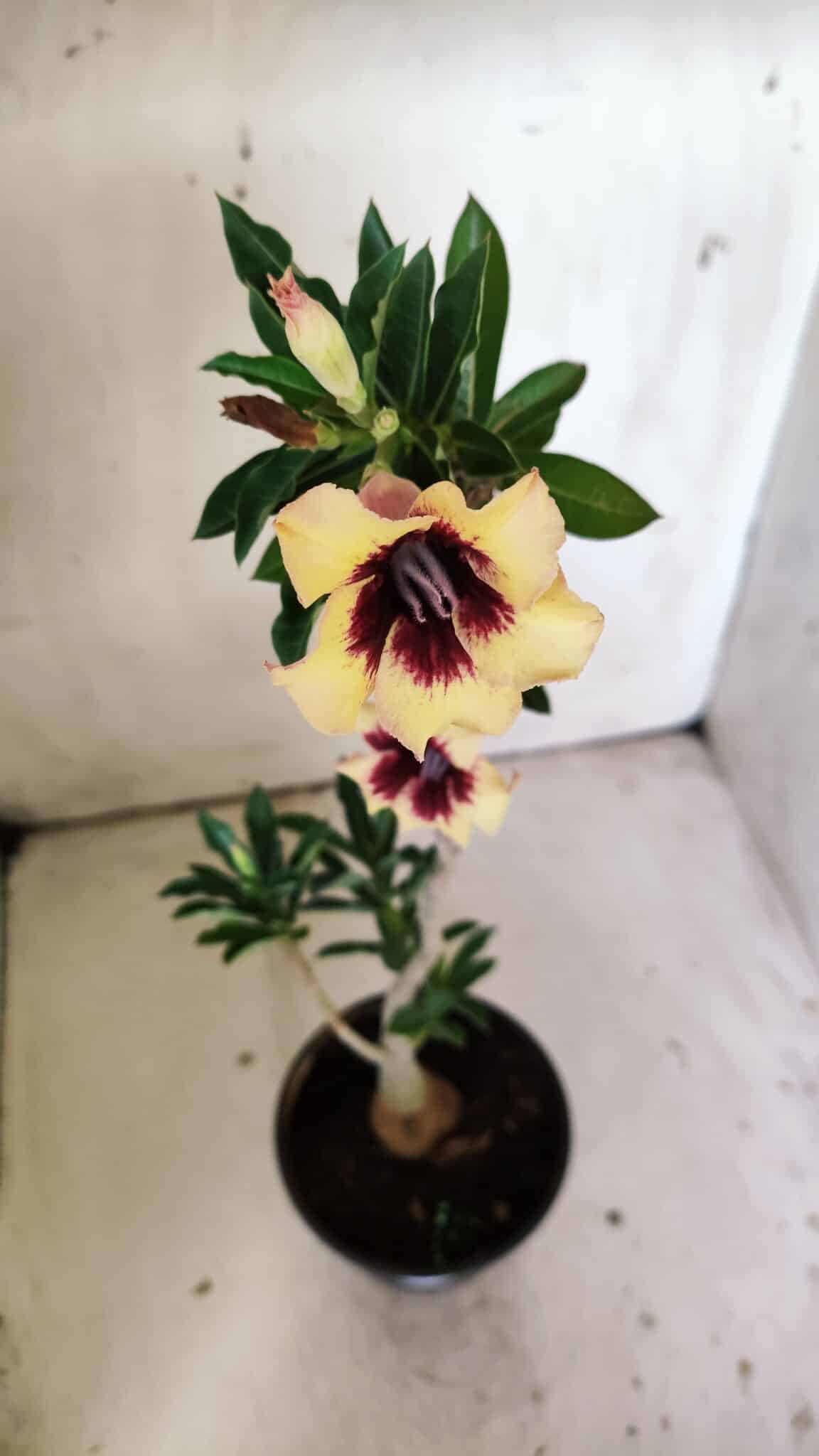 Planta Simples 2806 – 35cm – 03 anos