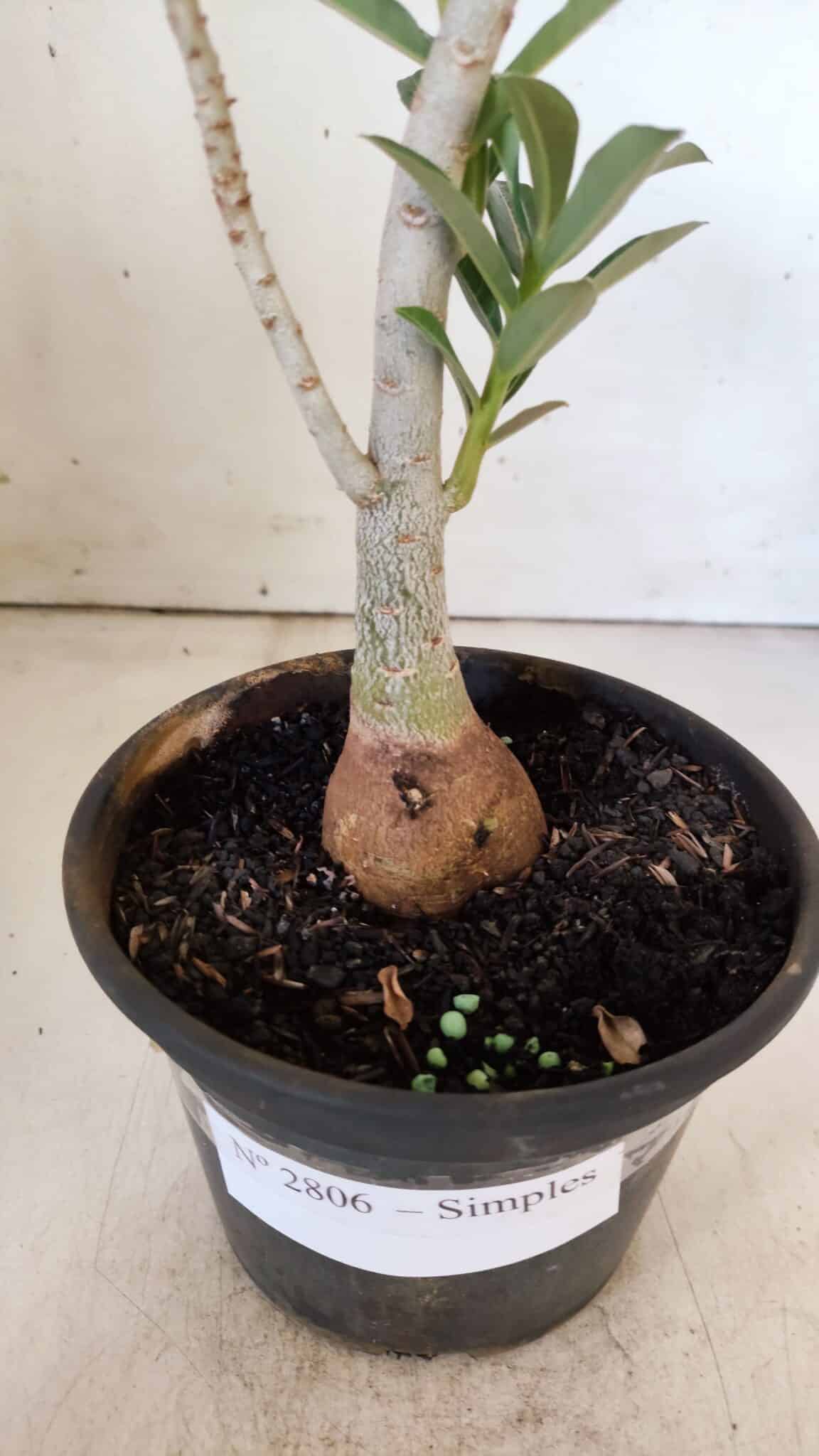 Planta Simples 2806 – 35cm – 03 anos