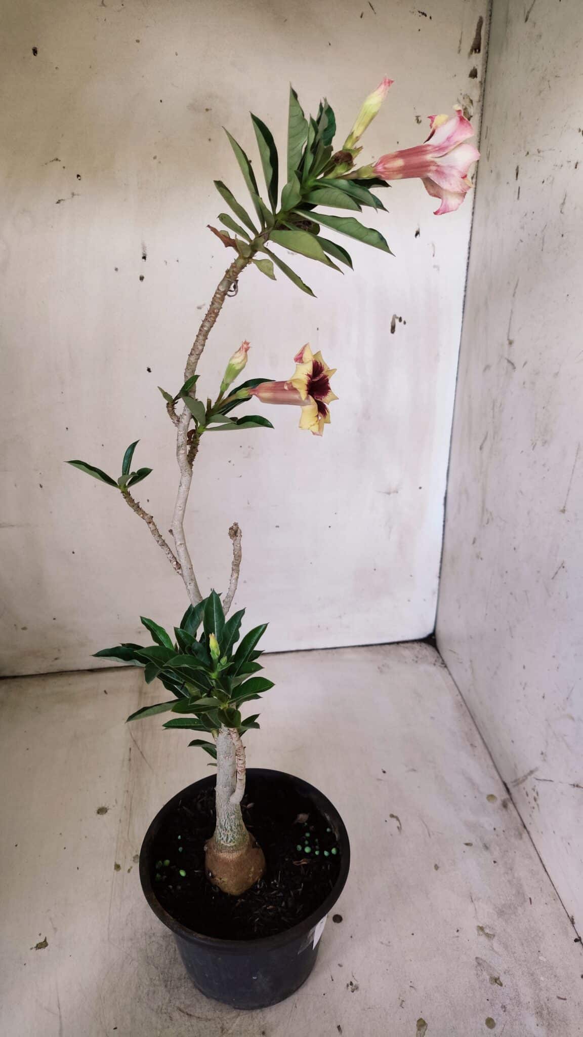 Planta Simples 2806 – 35cm – 03 anos